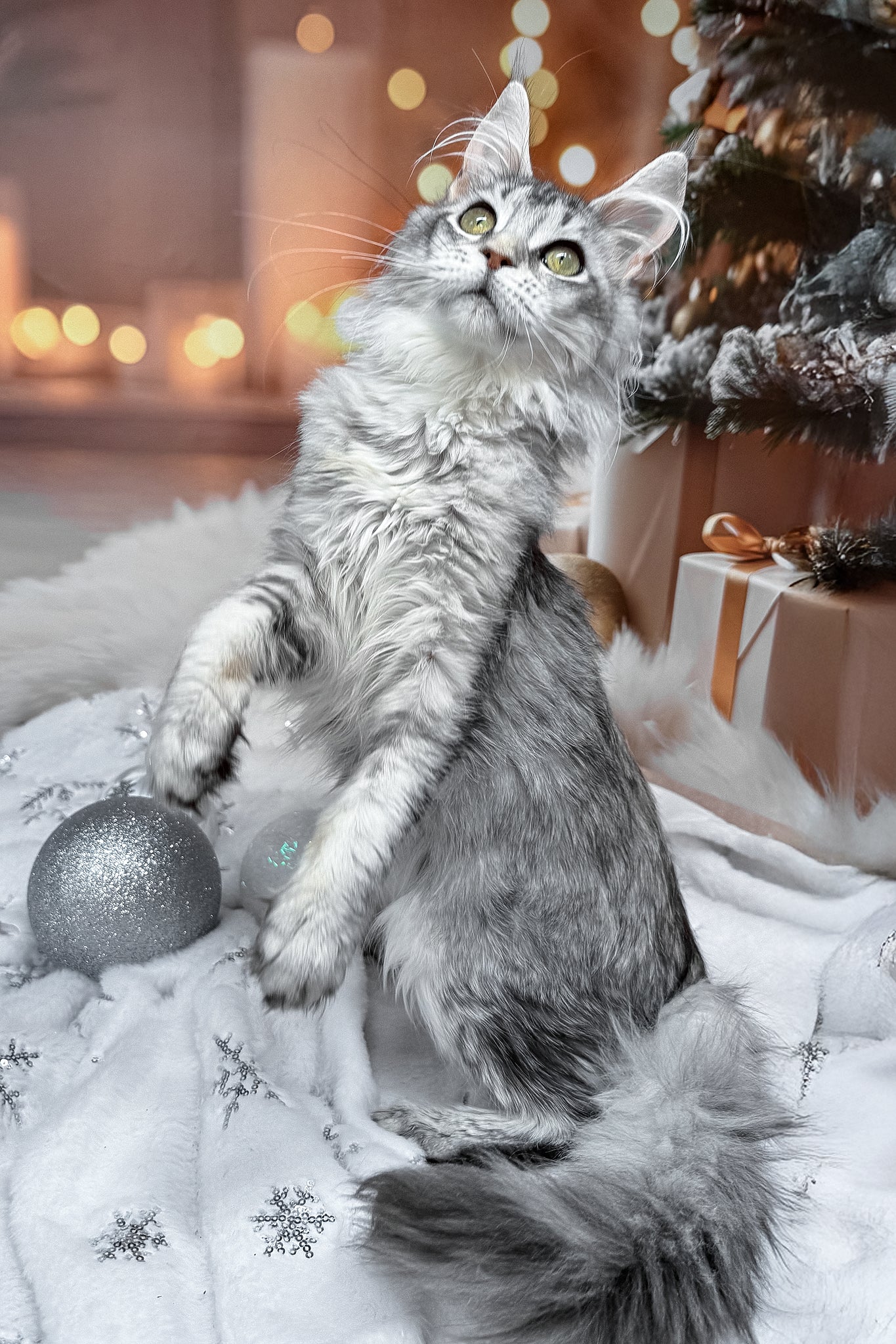 Margo | Maine Coon Kitten - Image 4