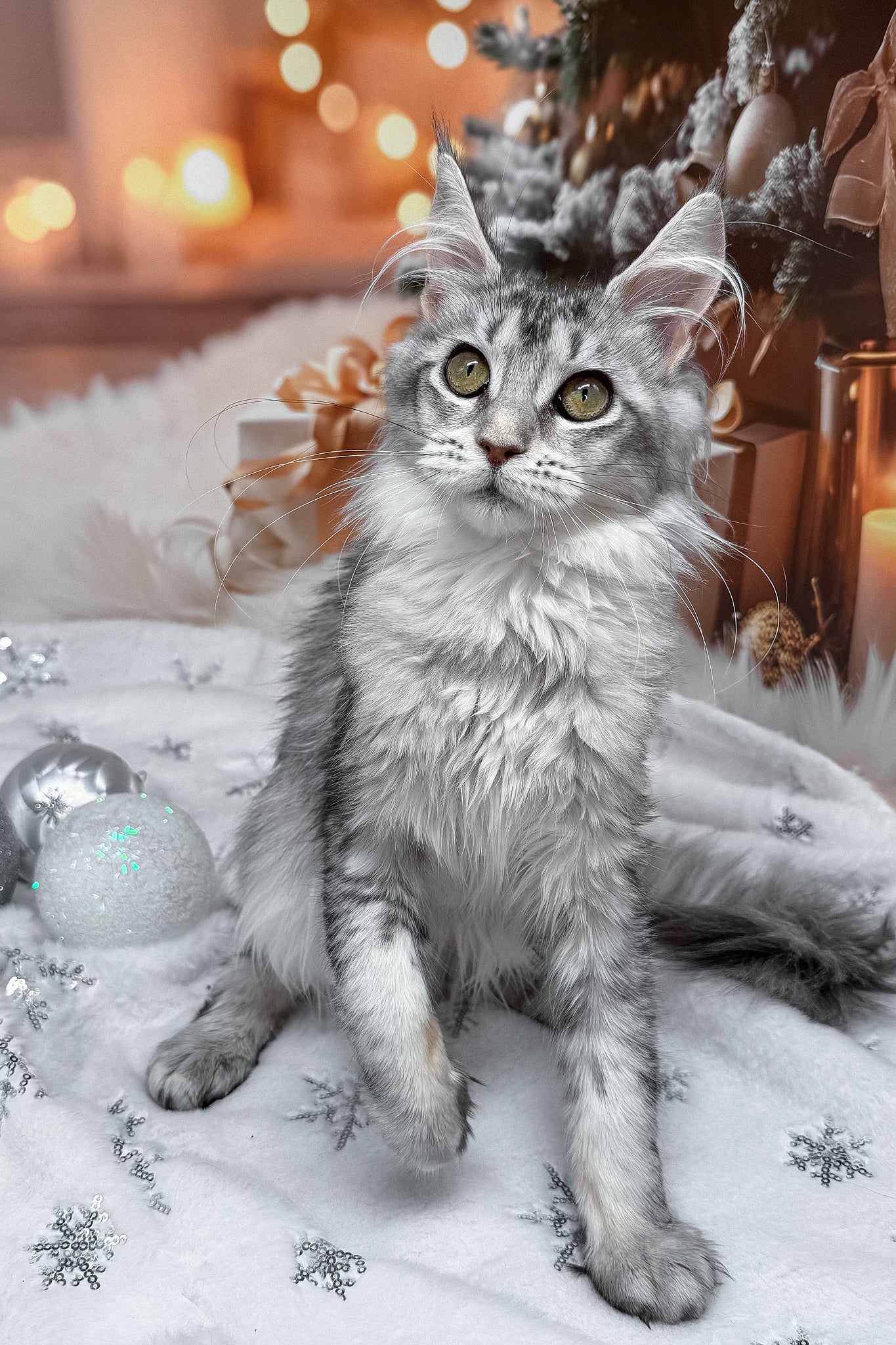 Margo | Maine Coon Kitten - Image 6