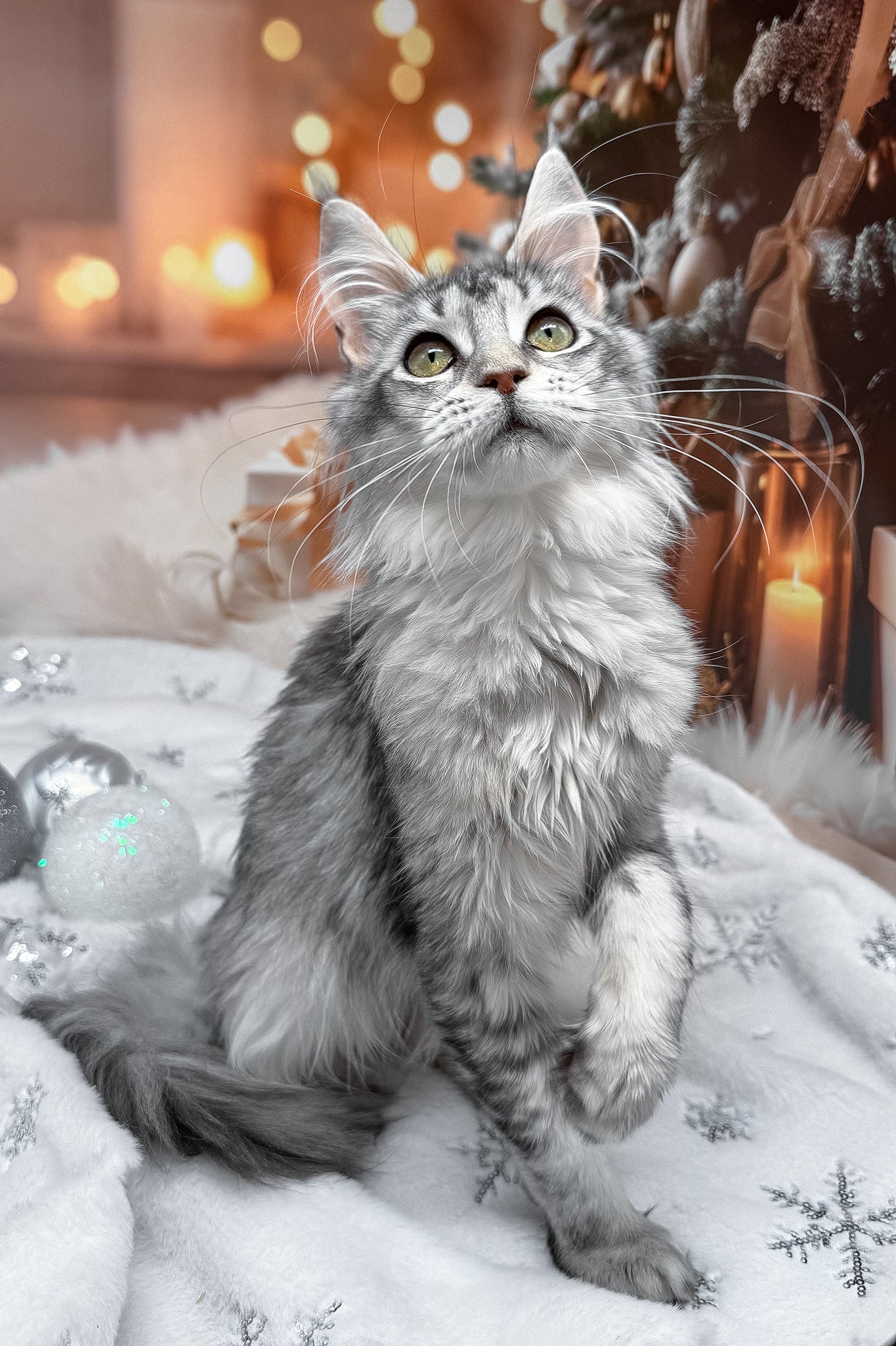 Margo | Maine Coon Kitten - Image 9