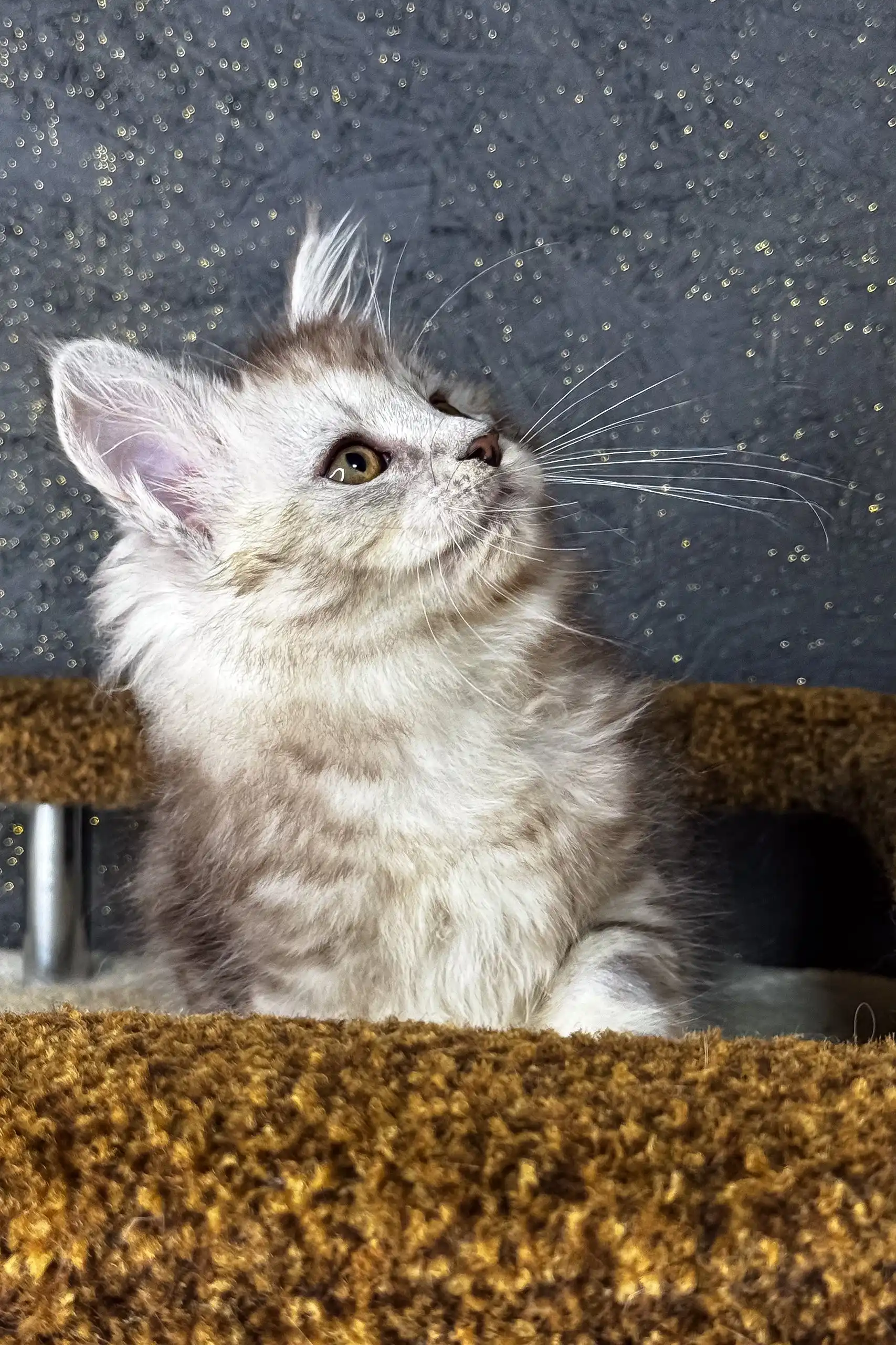 Marina | Maine Coon Kitten - Image 7