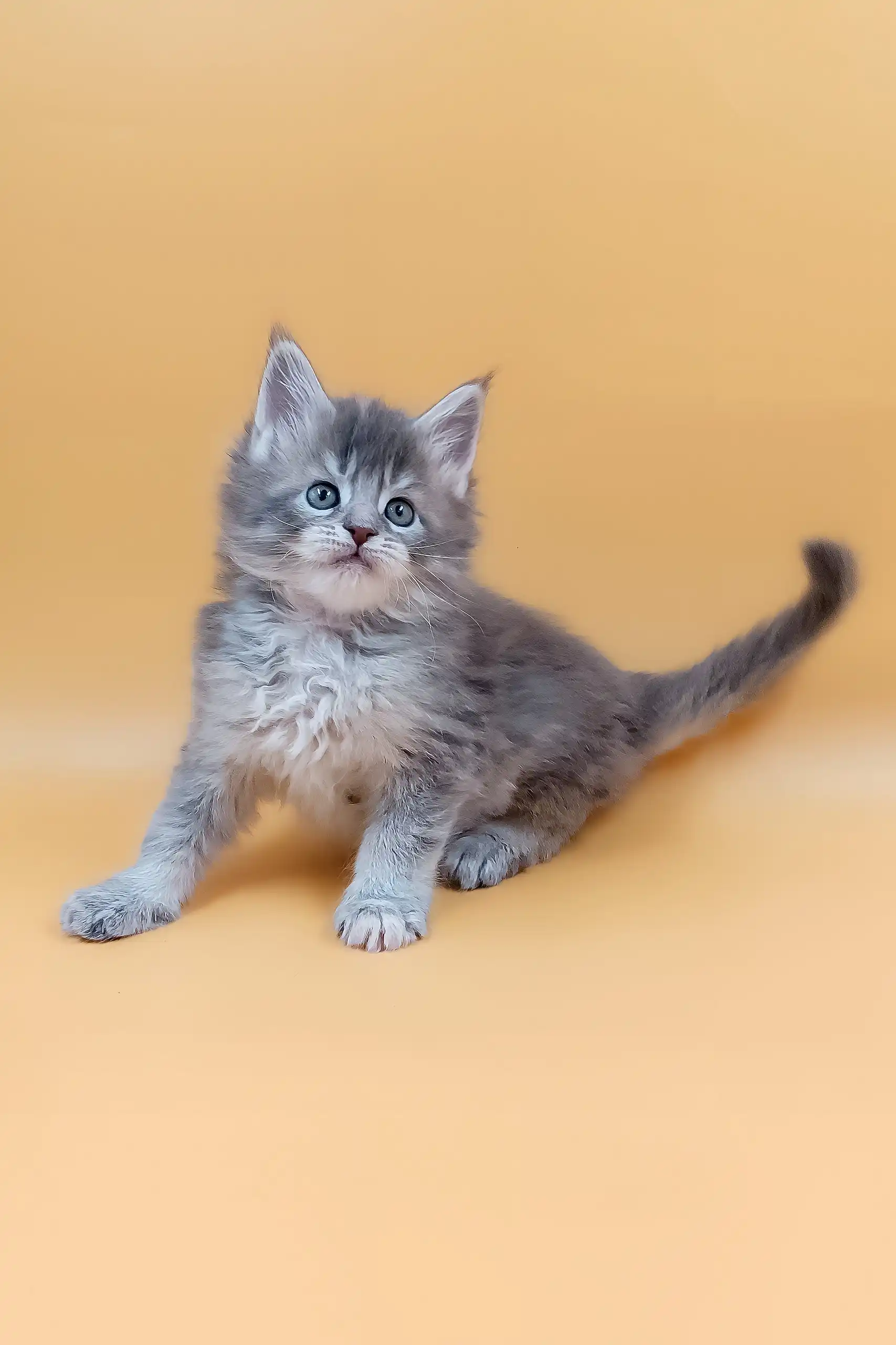 Marissa | Maine Coon Kitten - Image 3