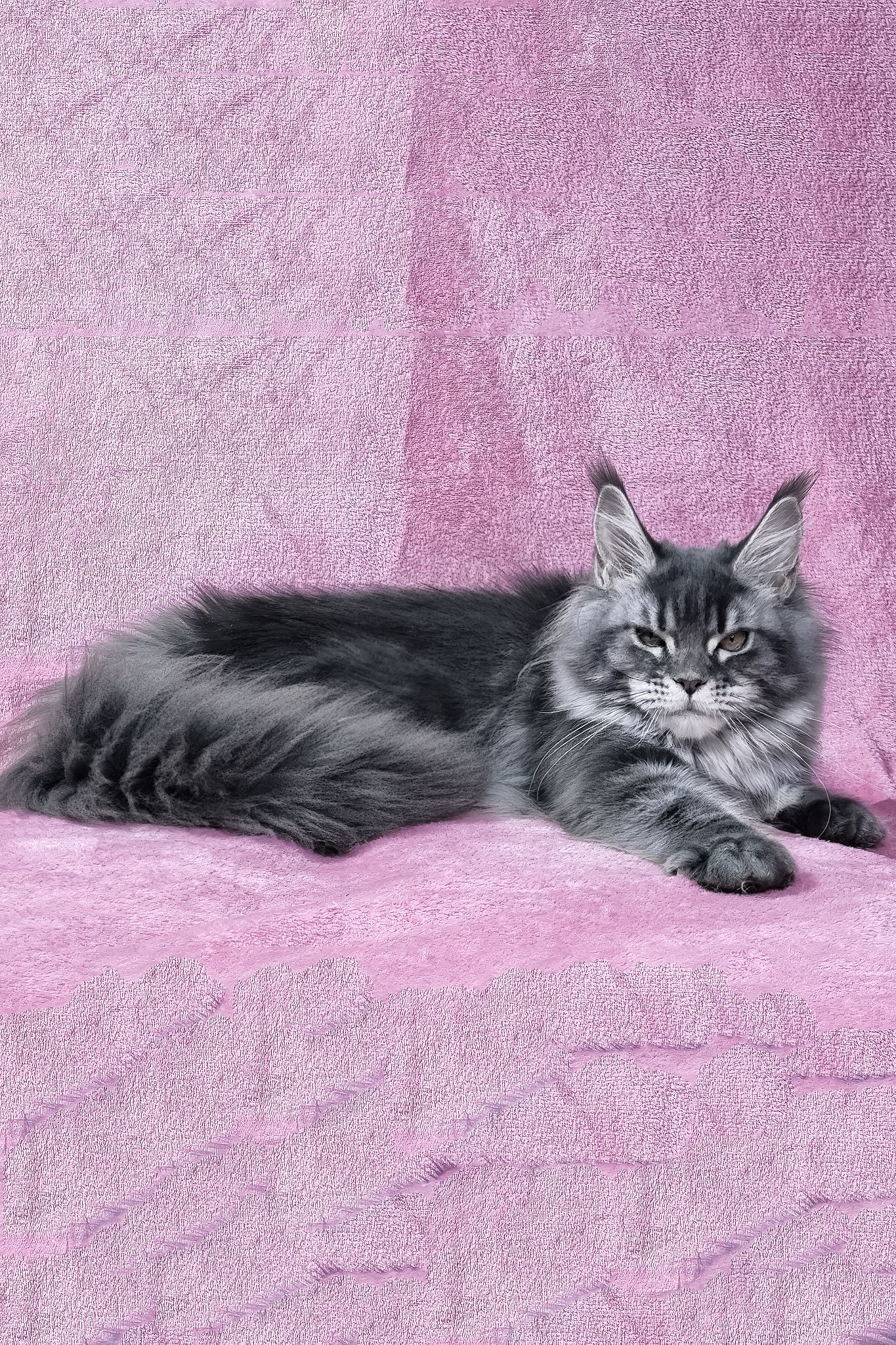Masy | Maine Coon Kitten - Image 3