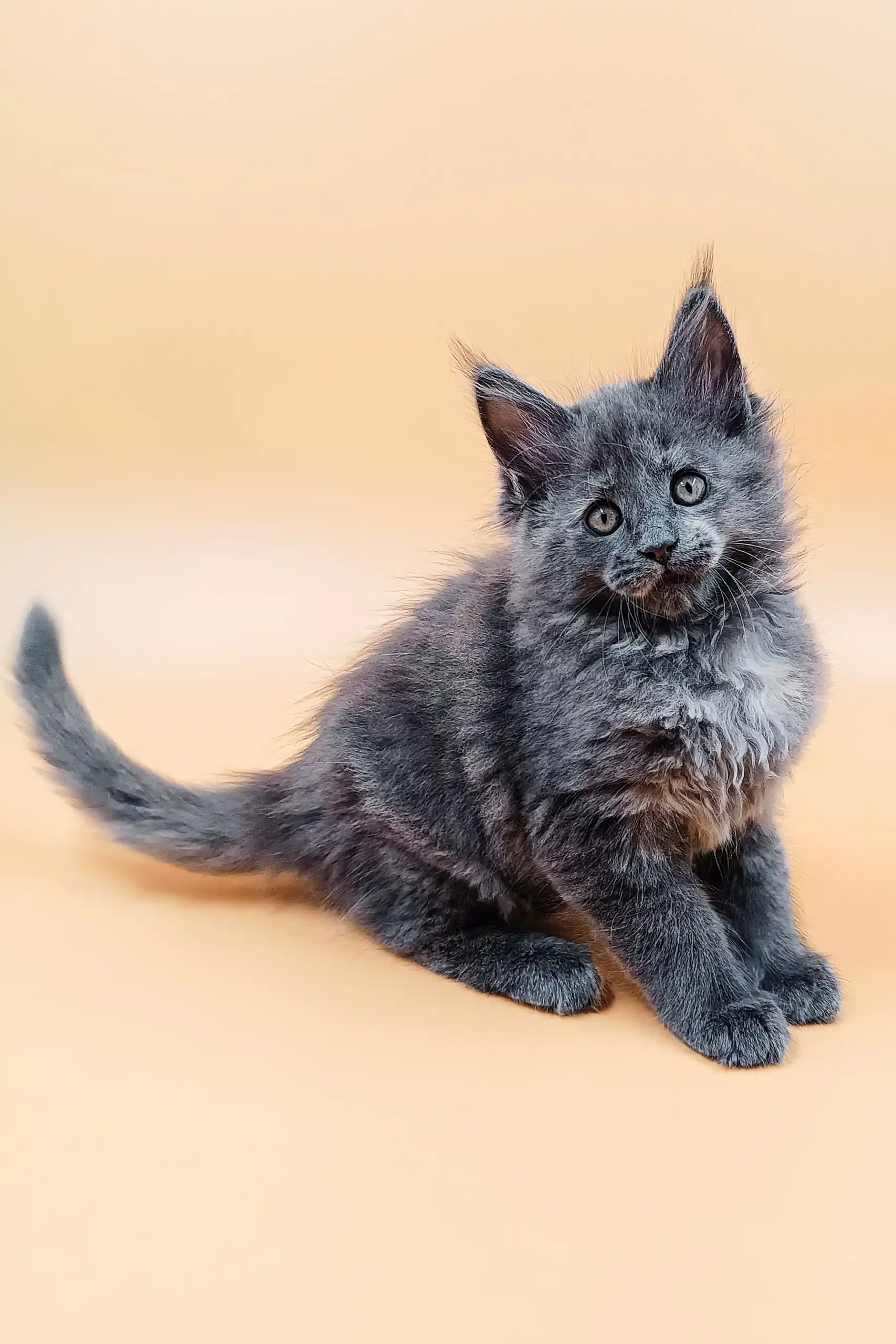 Mayа | Maine Coon Kitten - Image 3