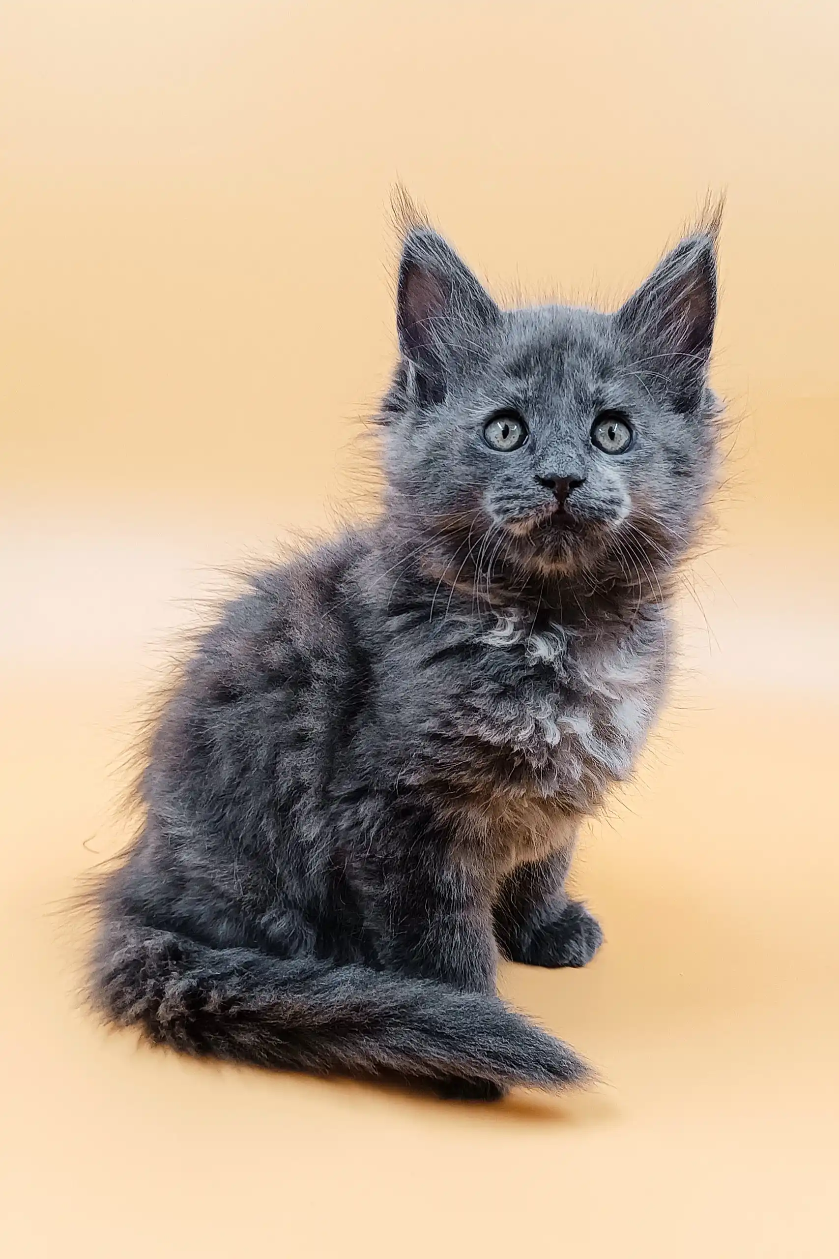 Mayа | Maine Coon Kitten - Image 6