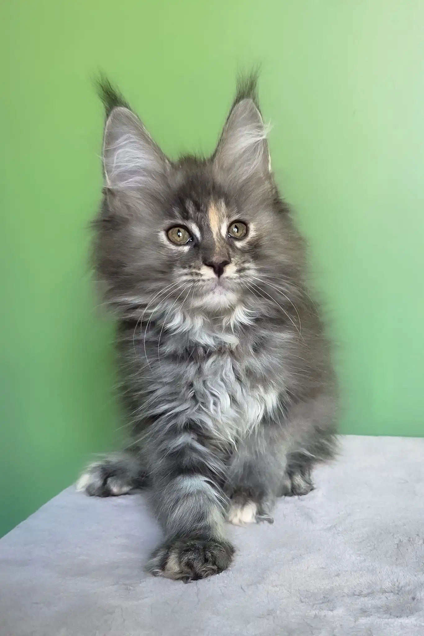 Maya | Maine Coon Kitten - Image 4