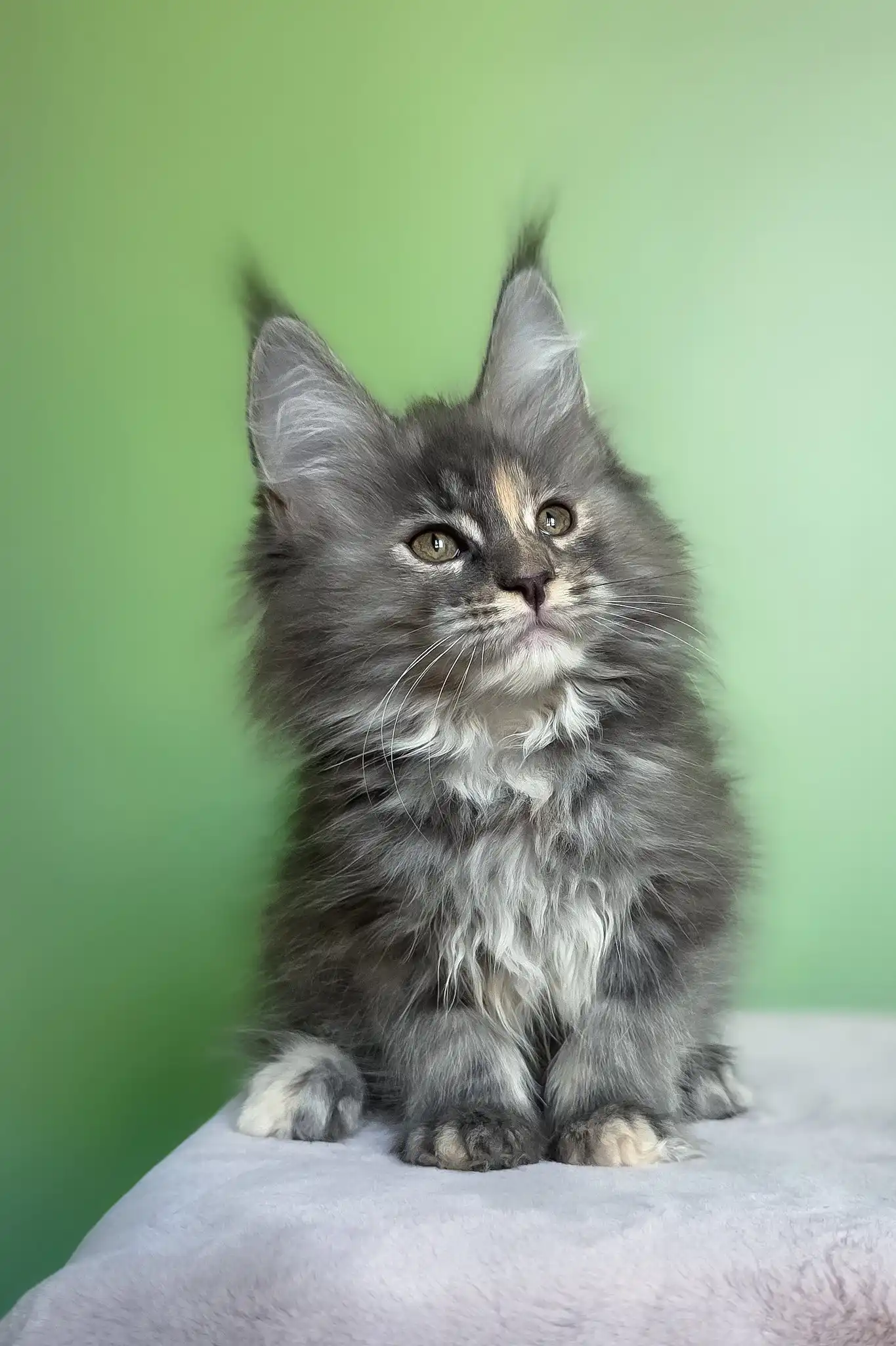 Maya | Maine Coon Kitten - Image 6