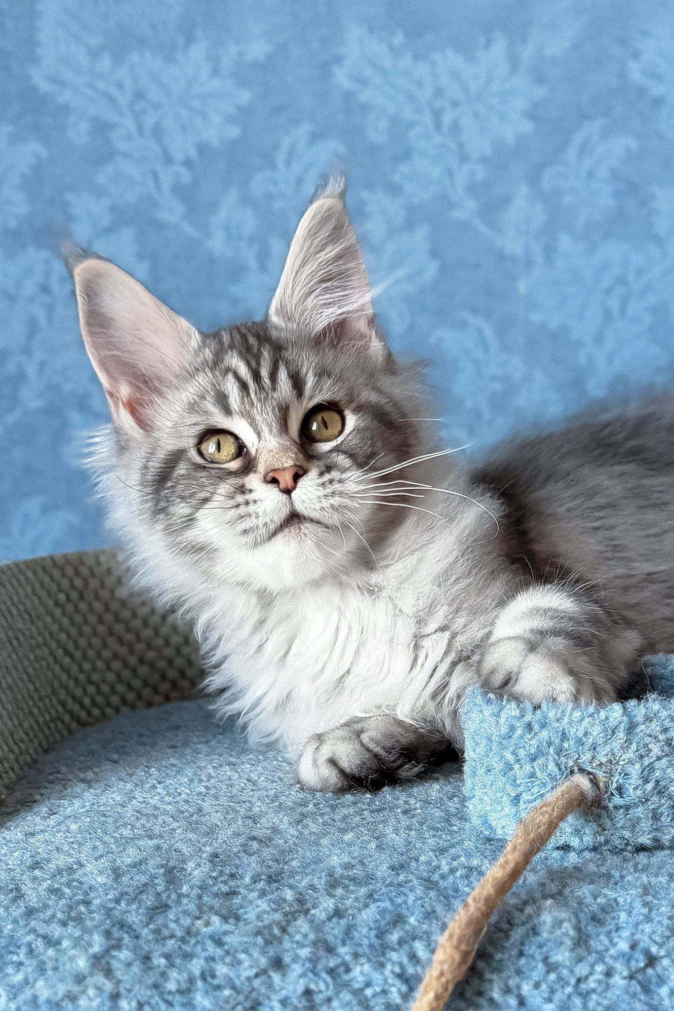 Melani | Maine Coon Kitten - Image 4
