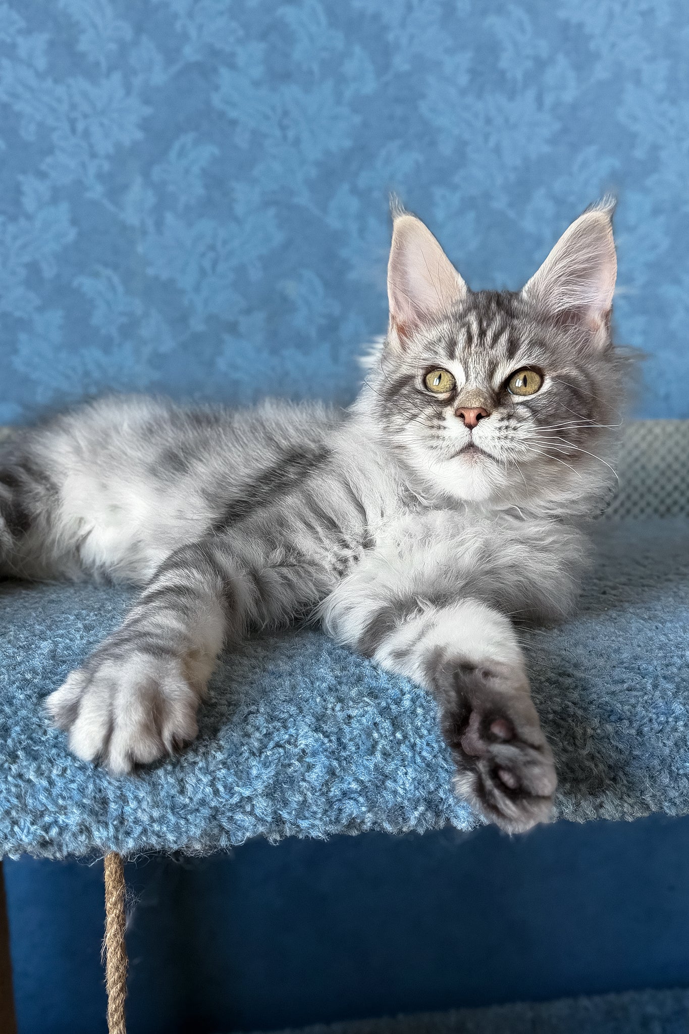 Melani | Maine Coon Kitten - Image 7