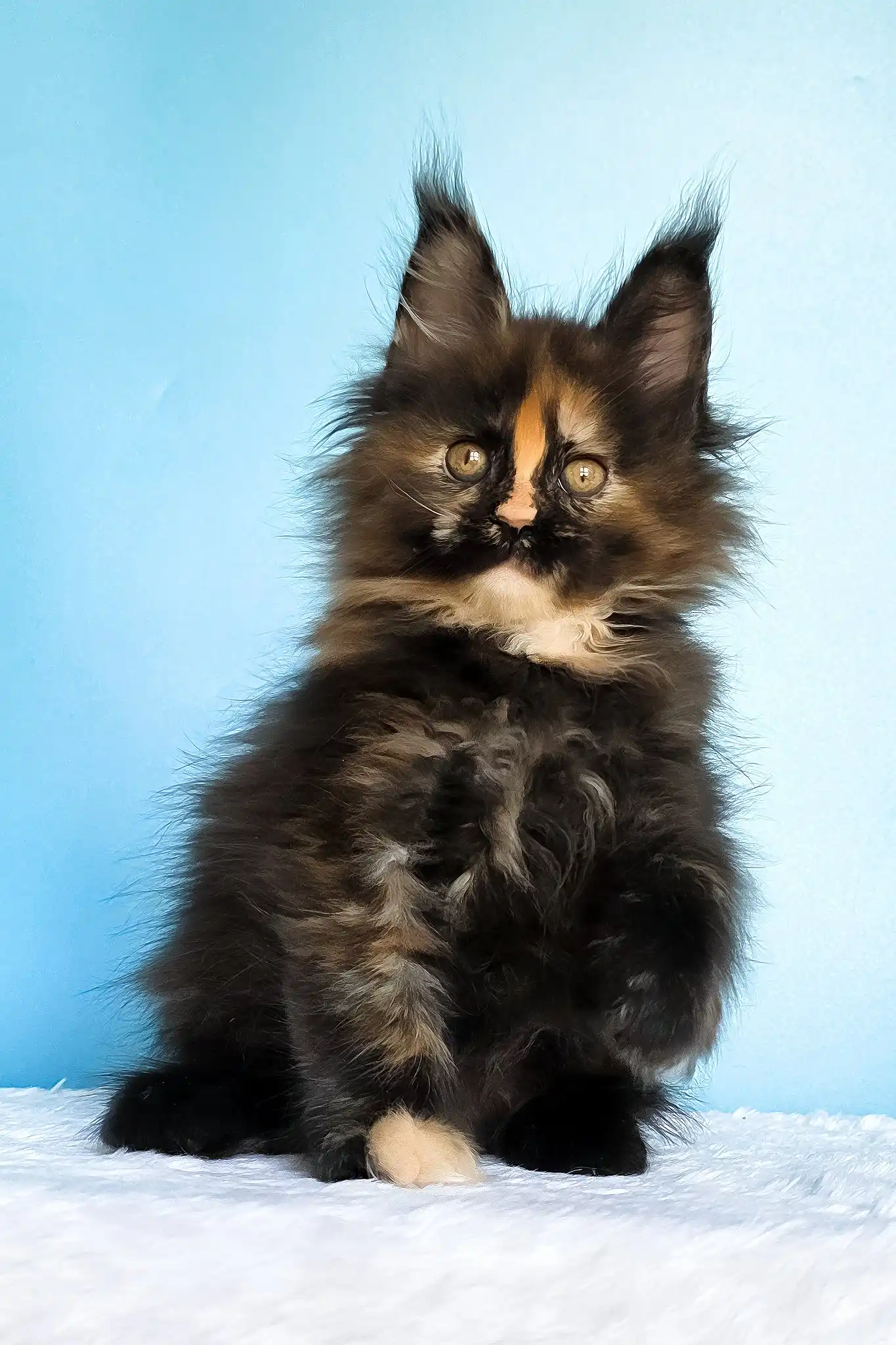 Melanie | Maine Coon Kitten - Image 7