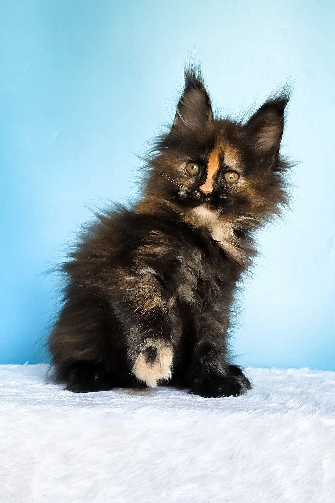 Melanie | Maine Coon Kitten - Image 9