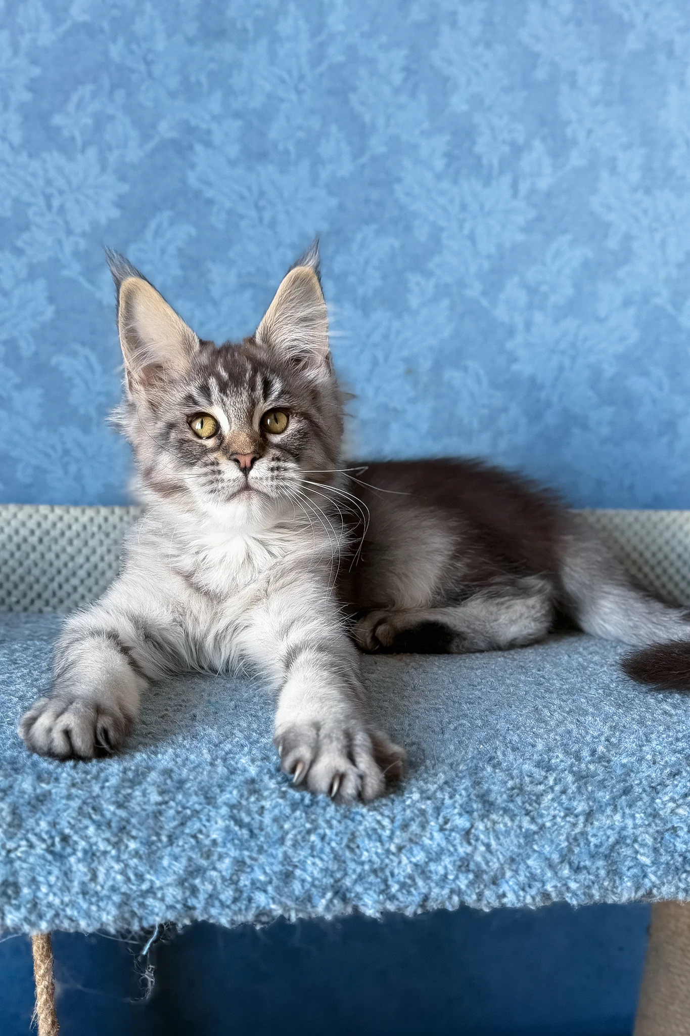 Melissa | Maine Coon Kitten - Image 5