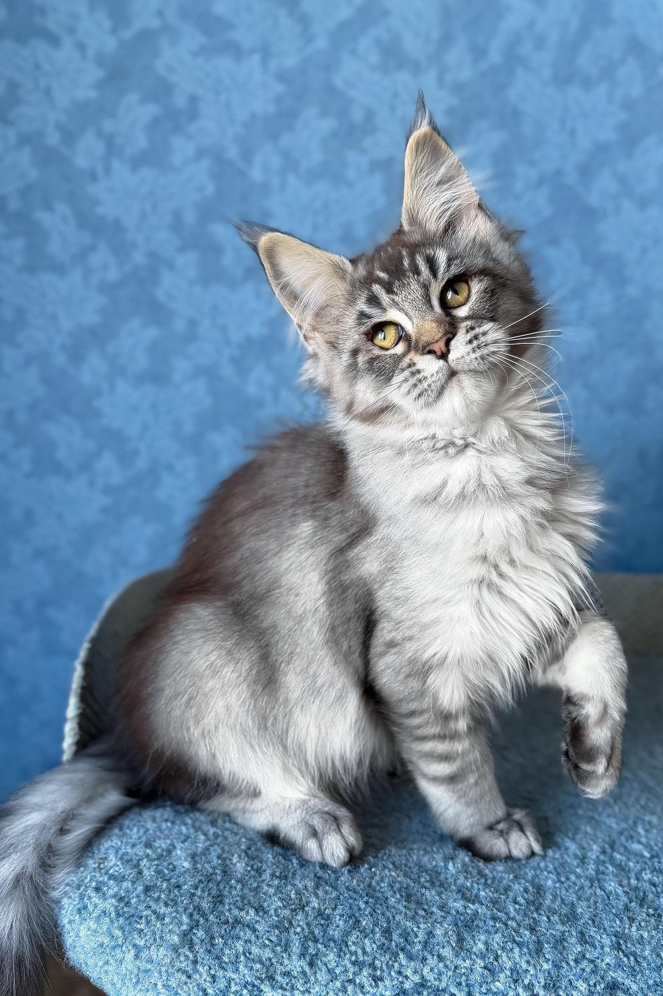 Melissa | Maine Coon Kitten - Image 7