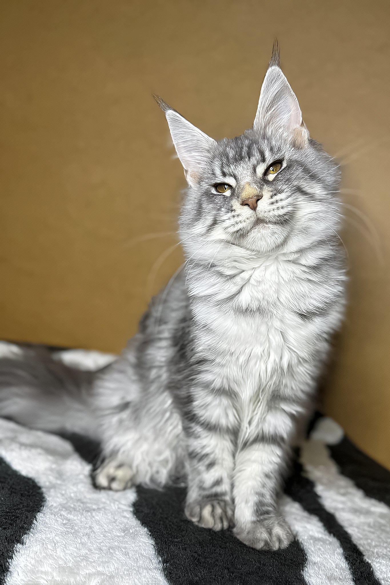 Mellisa | Maine Coon Kitten - Image 2