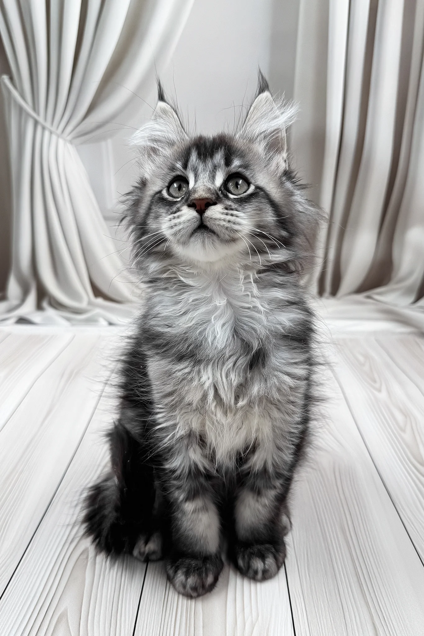 Mers | Maine Coon Kitten - Image 4