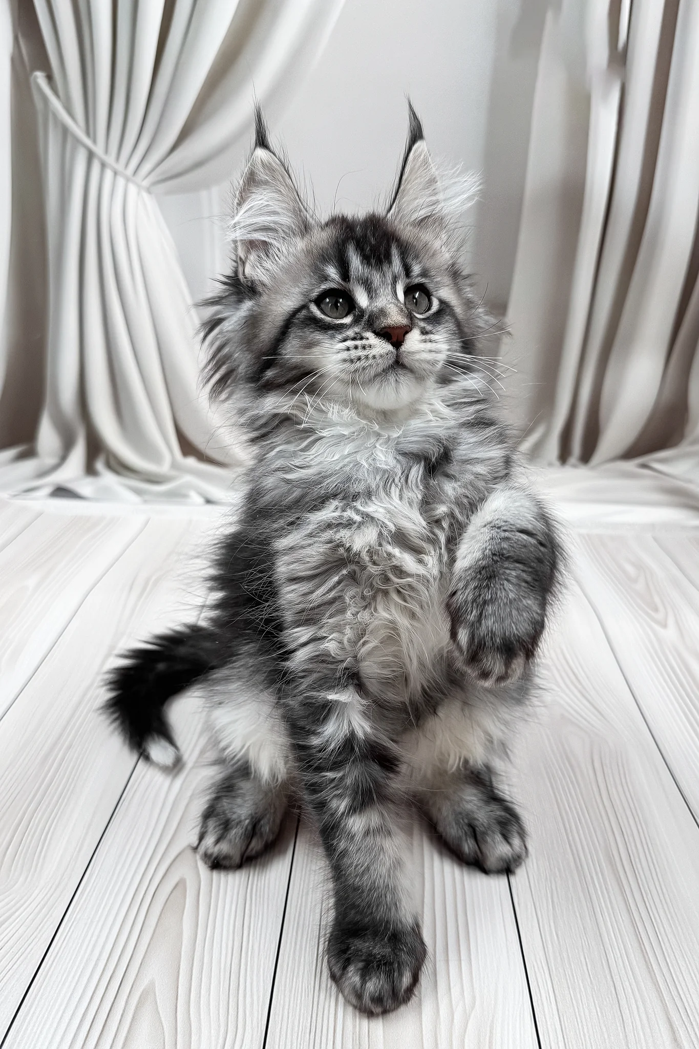 Mers | Maine Coon Kitten - Image 8