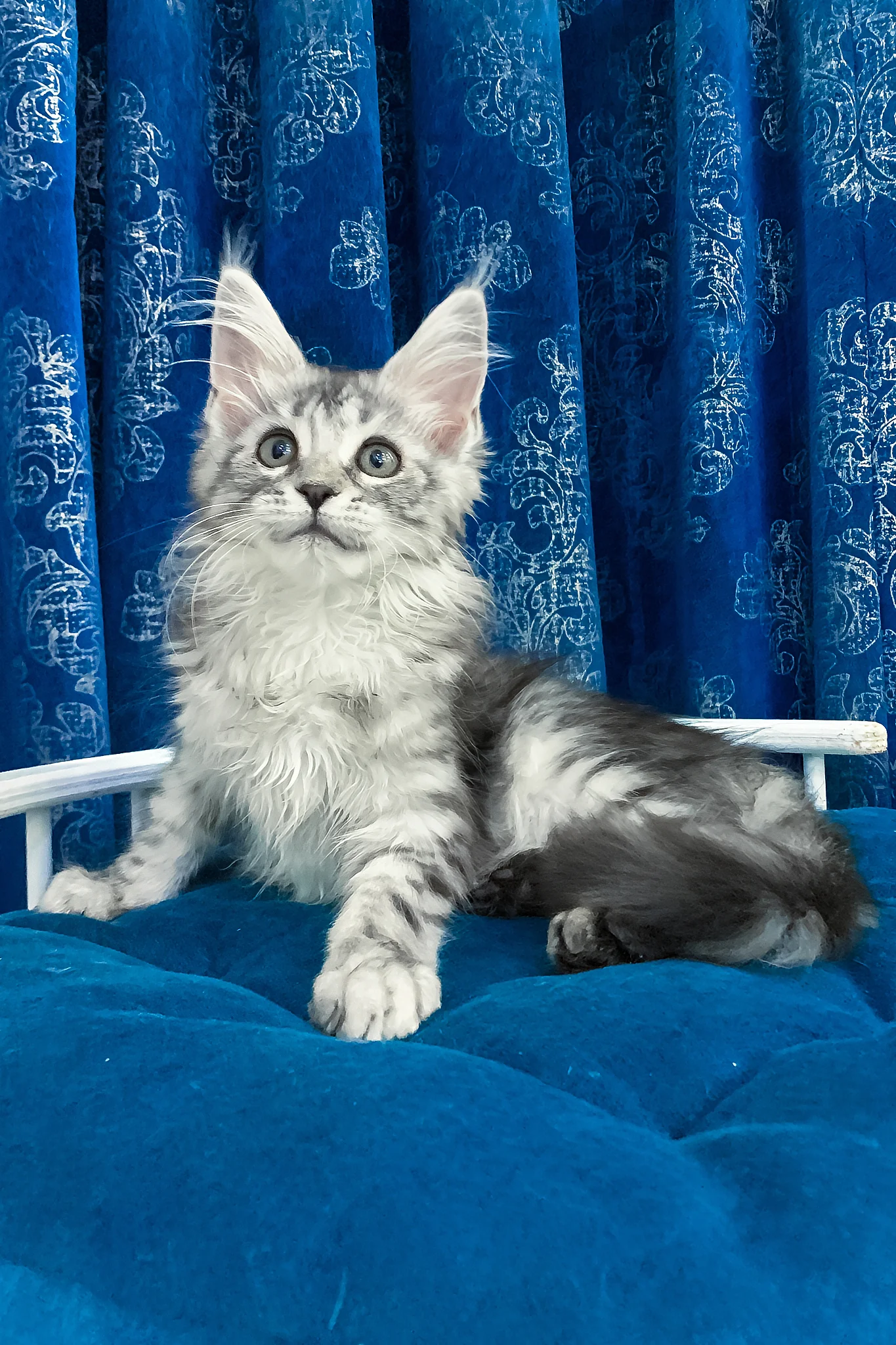 Mia | Maine Coon Kitten - Image 3