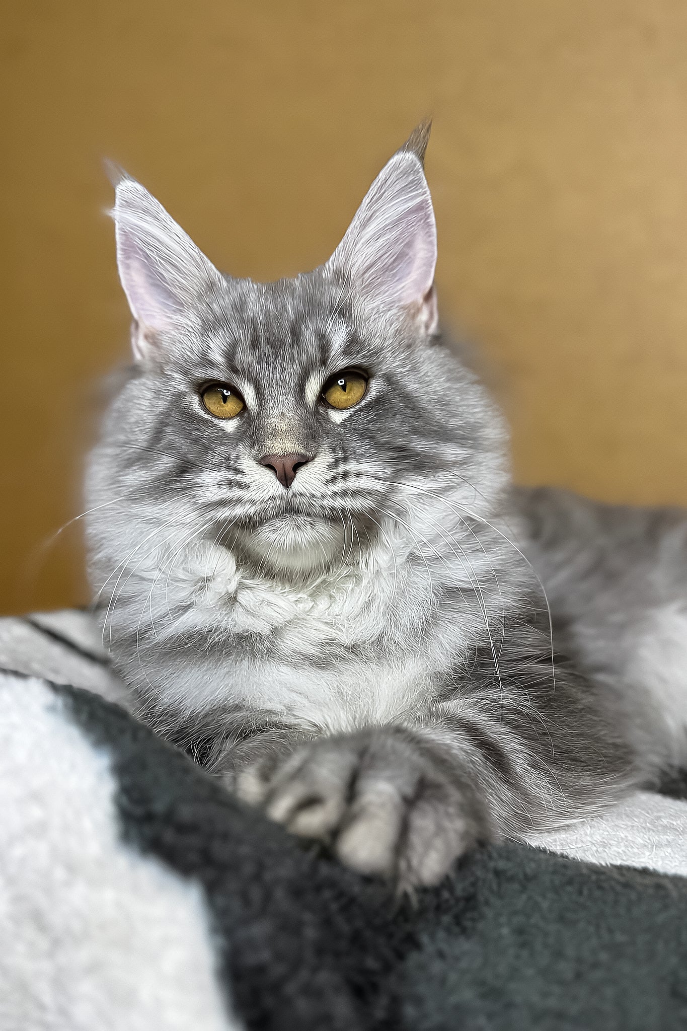 Michelle | Maine Coon Kitten - Image 2
