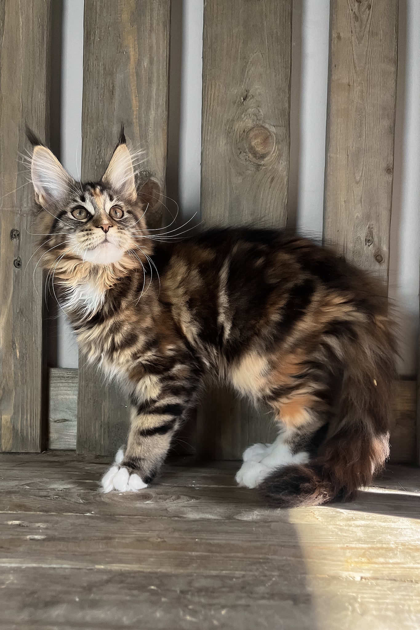 Michelle | Maine Coon Kitten - Image 2