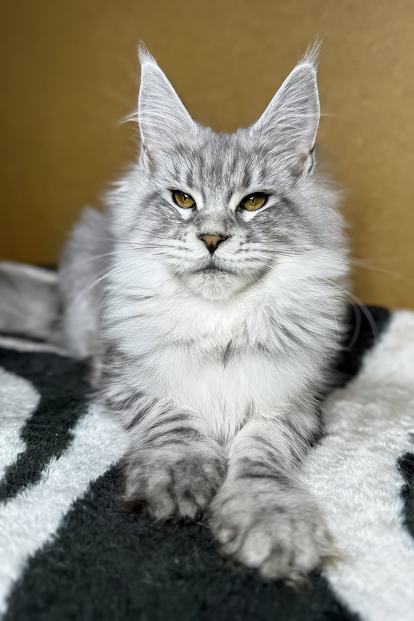 Milanija | Maine Coon Kitten - Image 3