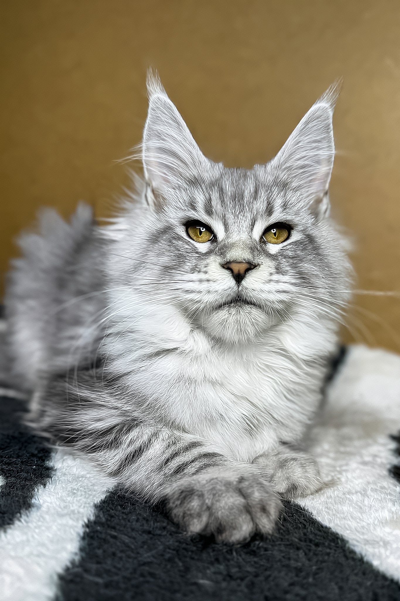 Milanija | Maine Coon Kitten - Image 6