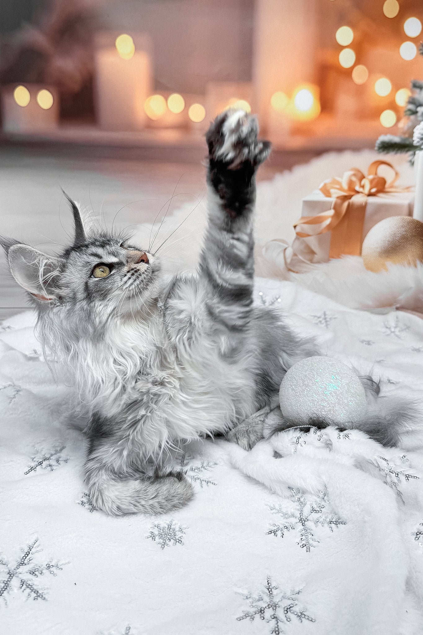 Milly | Maine Coon Kitten - Image 5