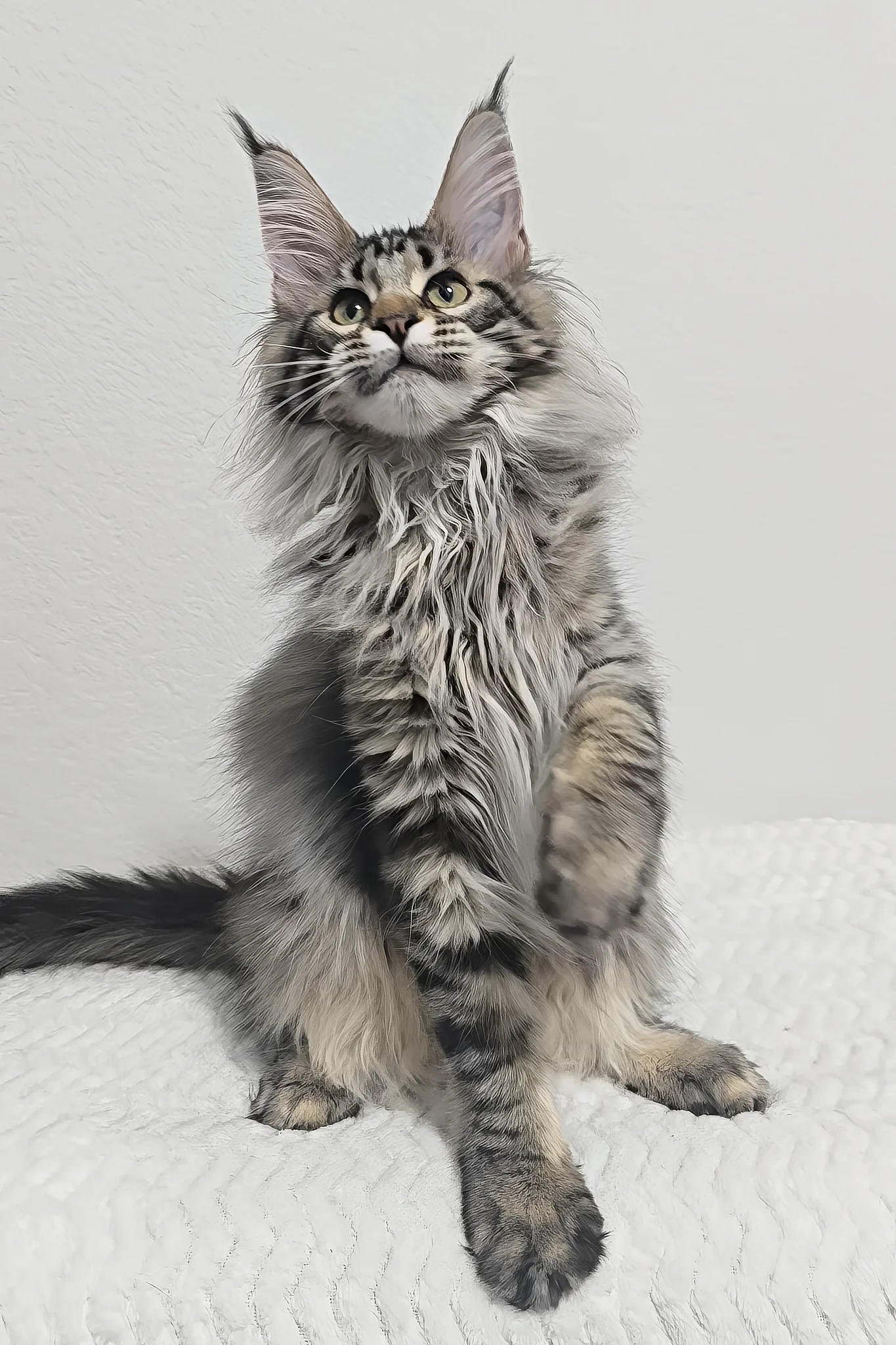 Missy | Maine Coon Kitten - Image 11