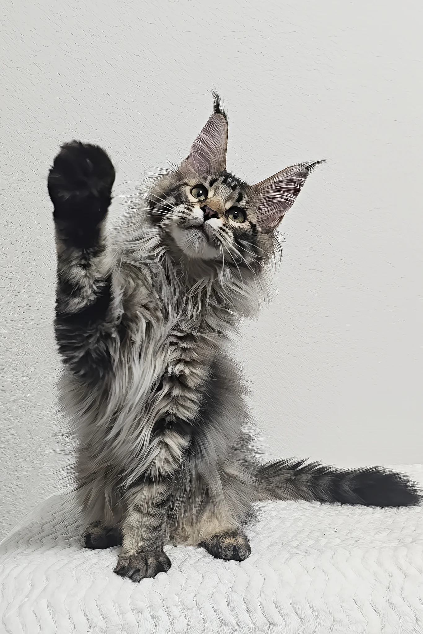 Missy | Maine Coon Kitten - Image 2