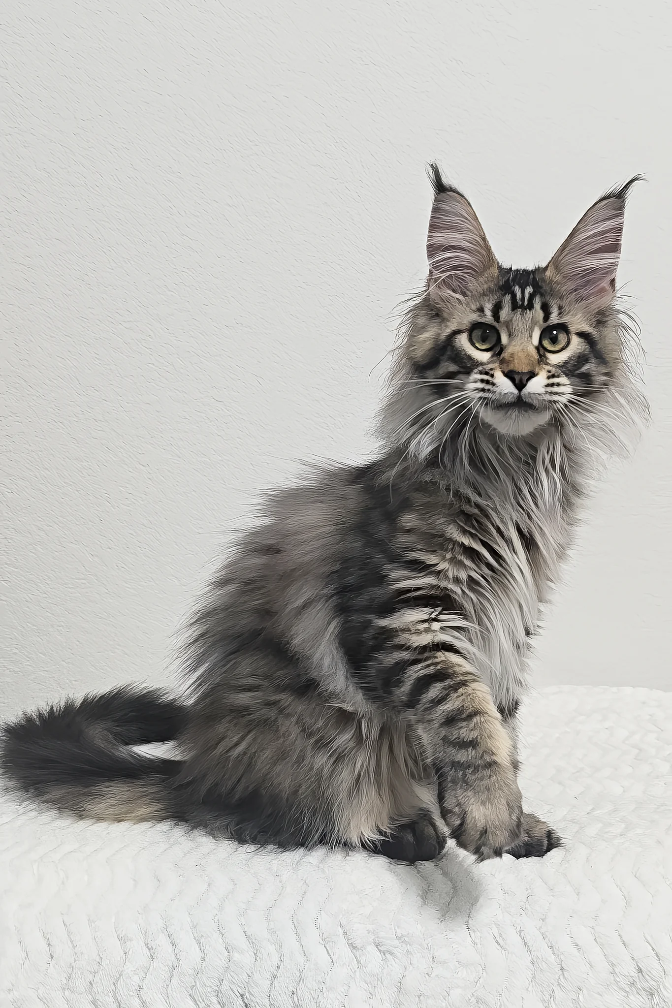 Missy | Maine Coon Kitten - Image 6