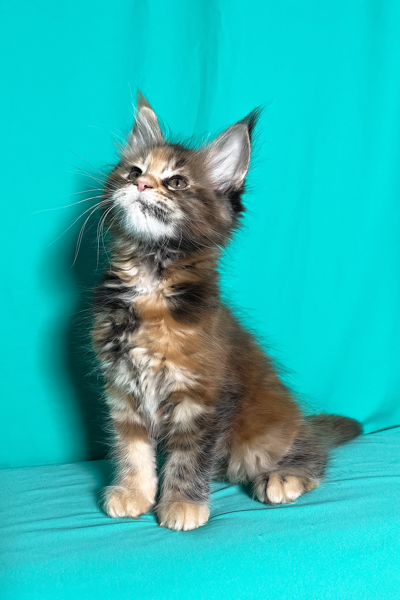 Molly | Maine Coon Kitten - Image 6