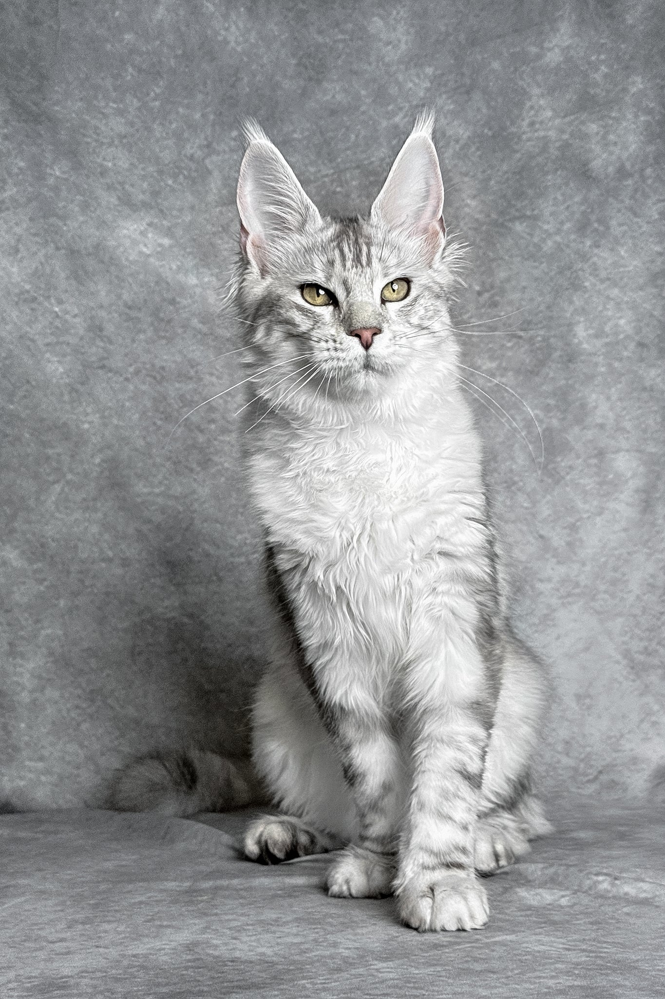 Molly | Maine Coon Kitten - Image 3