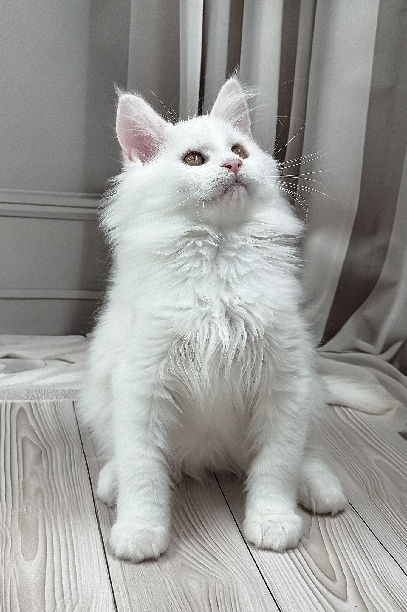 Naina | Maine Coon Kitten - Image 7
