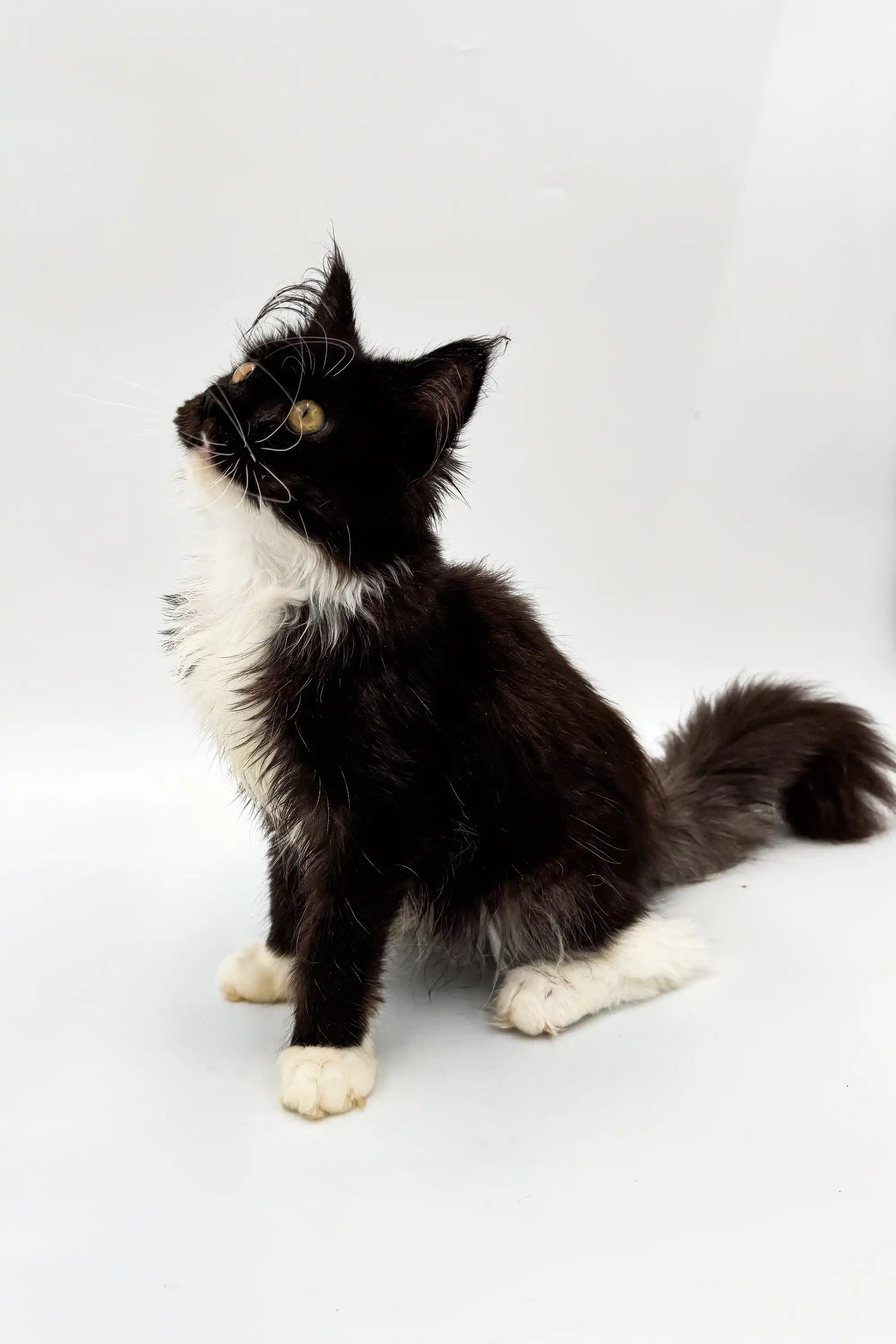 Nana | Maine Coon Kitten - Image 5