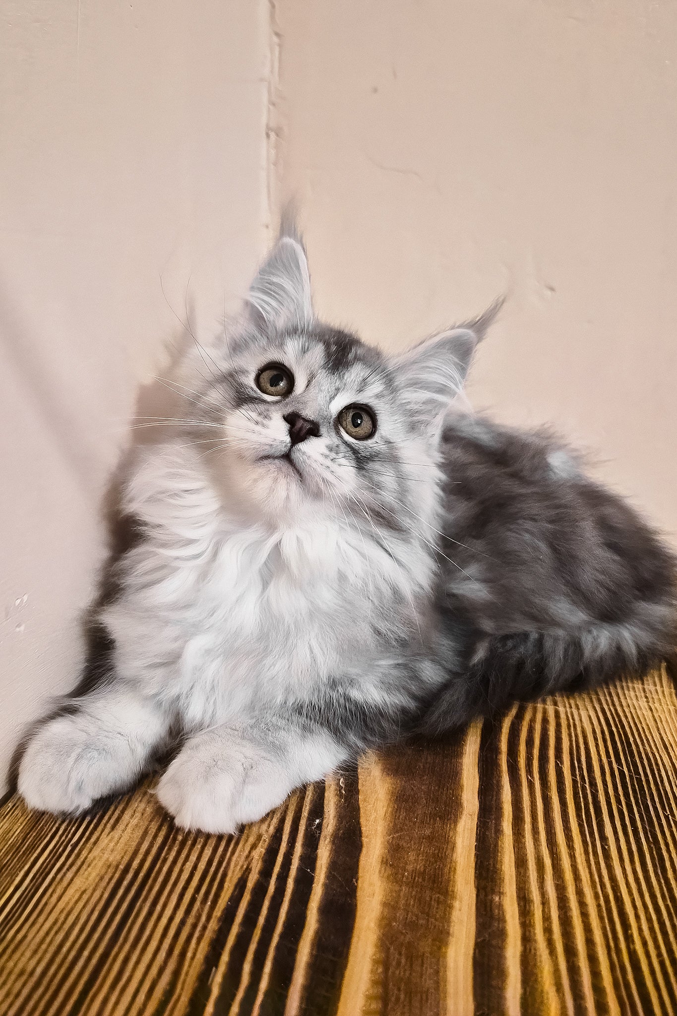 Naomi | Maine Coon Kitten - Image 2