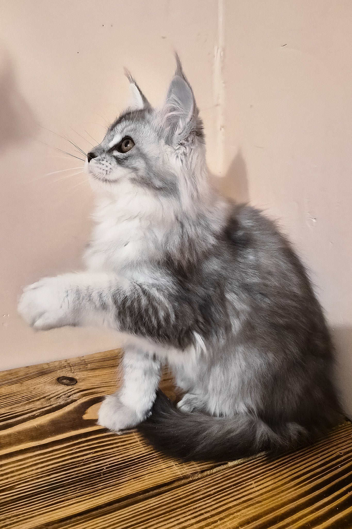 Naomi | Maine Coon Kitten - Image 5