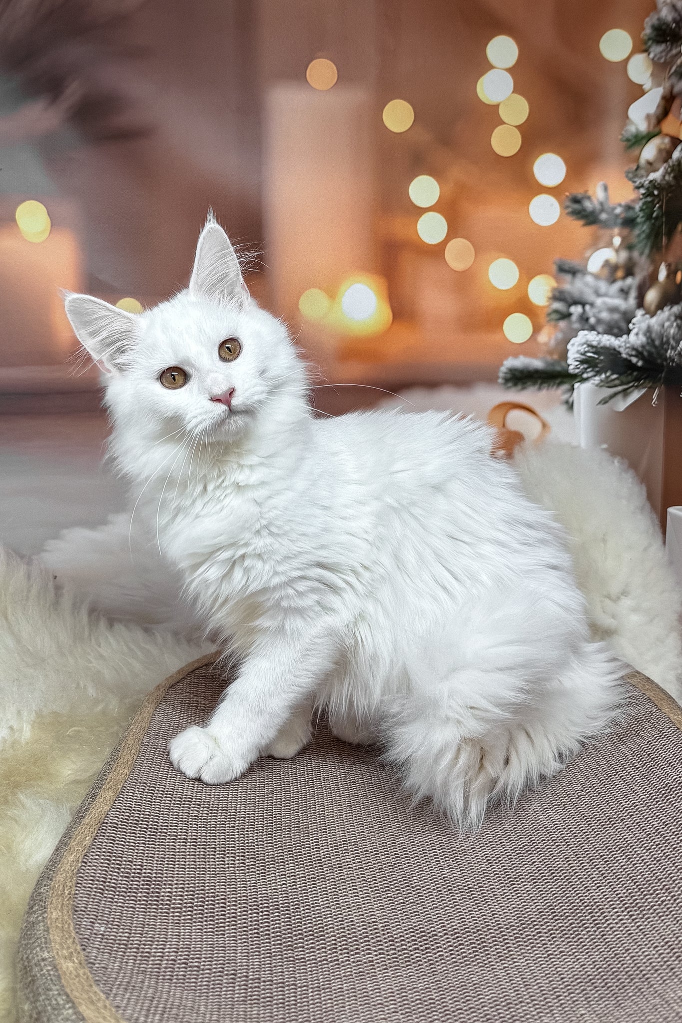 Neony | Maine Coon Kitten - Image 4