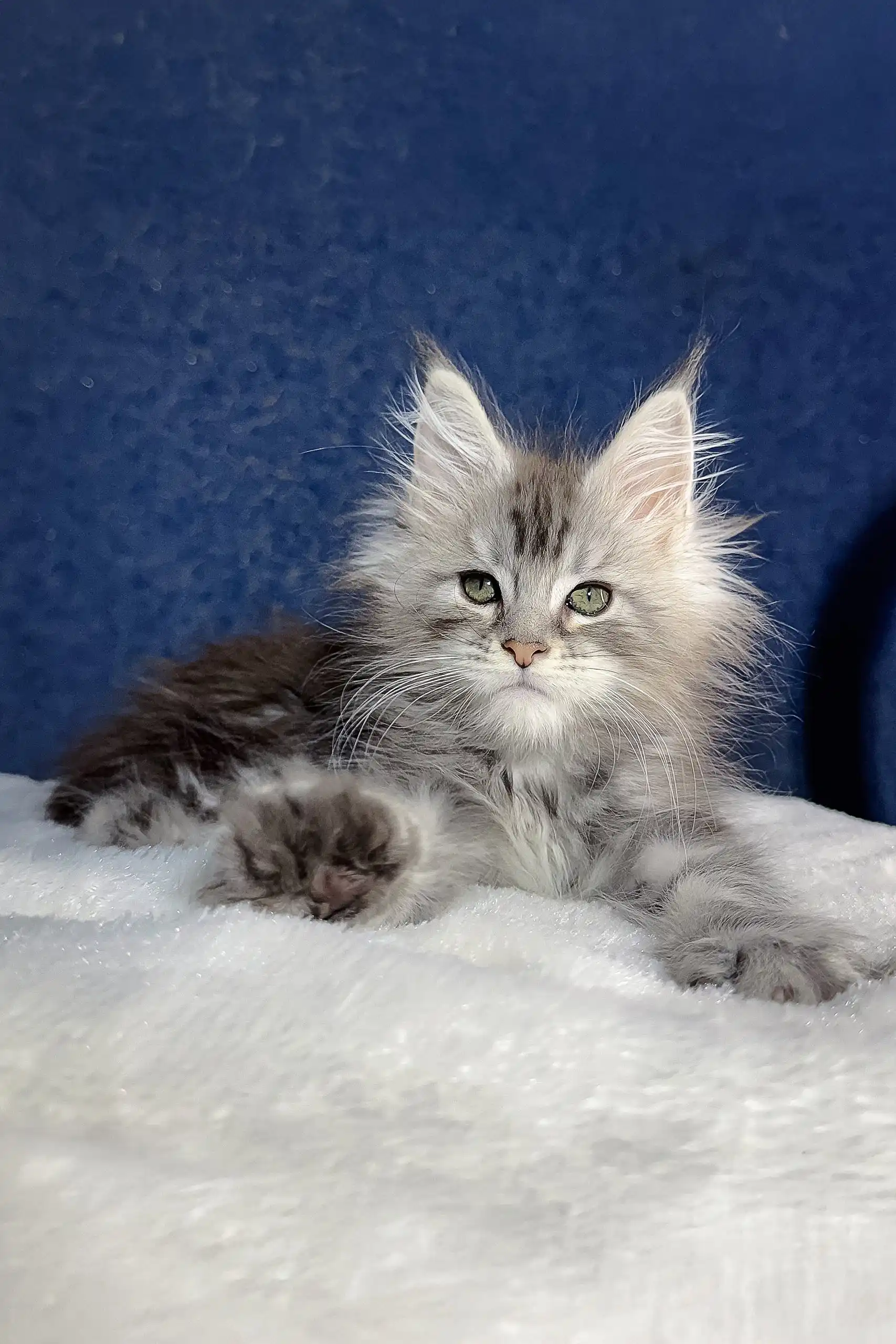 Nifertiti | Maine Coon Kitten - Image 5