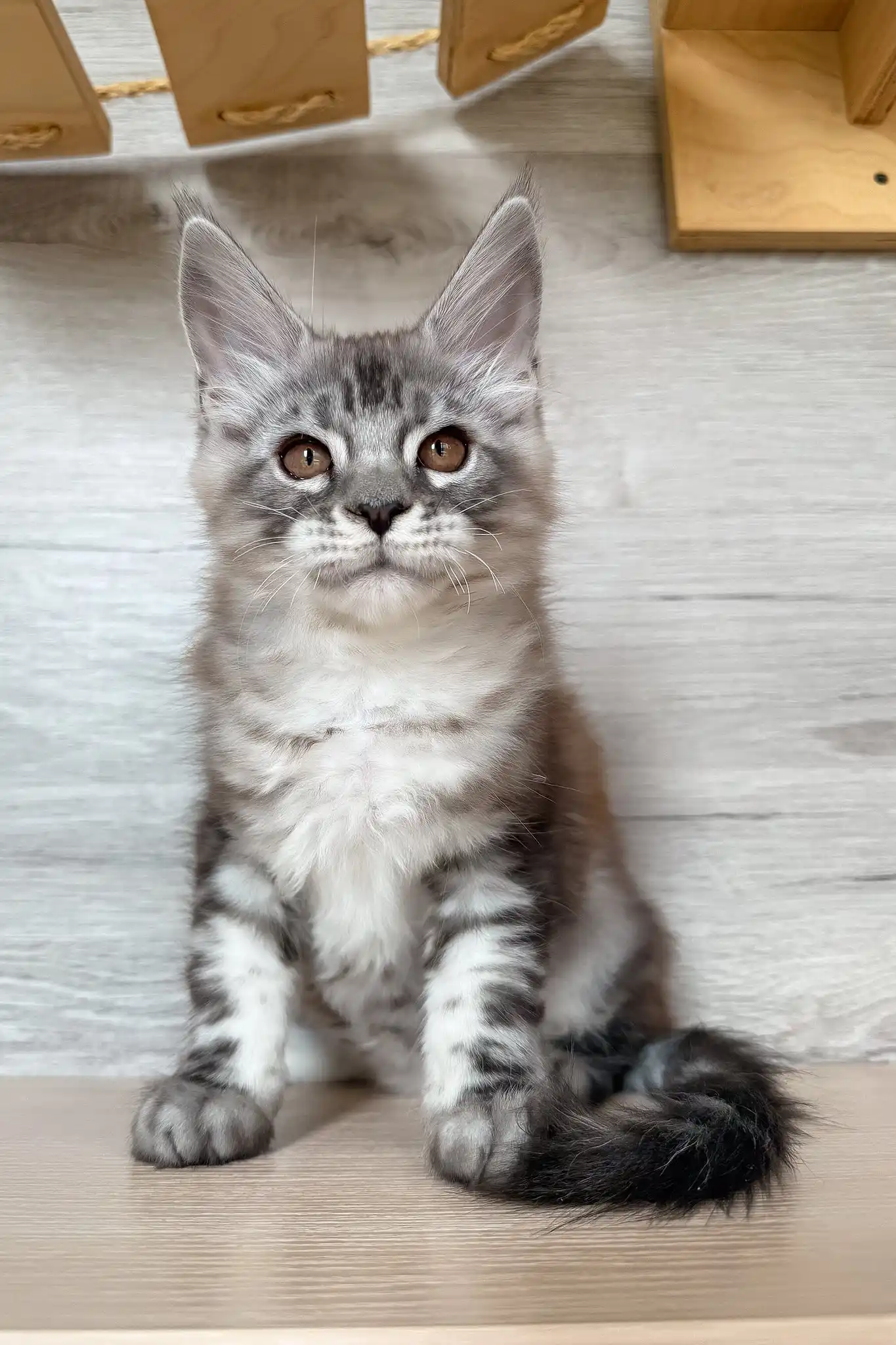 Nikol | Maine Coon Kitten - Image 5
