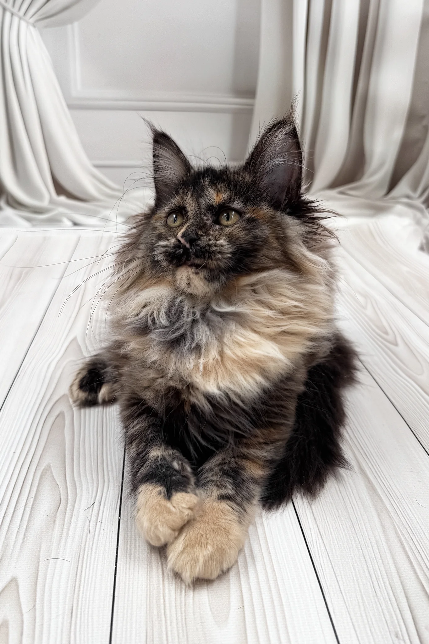 Nona | Maine Coon Kitten - Image 3