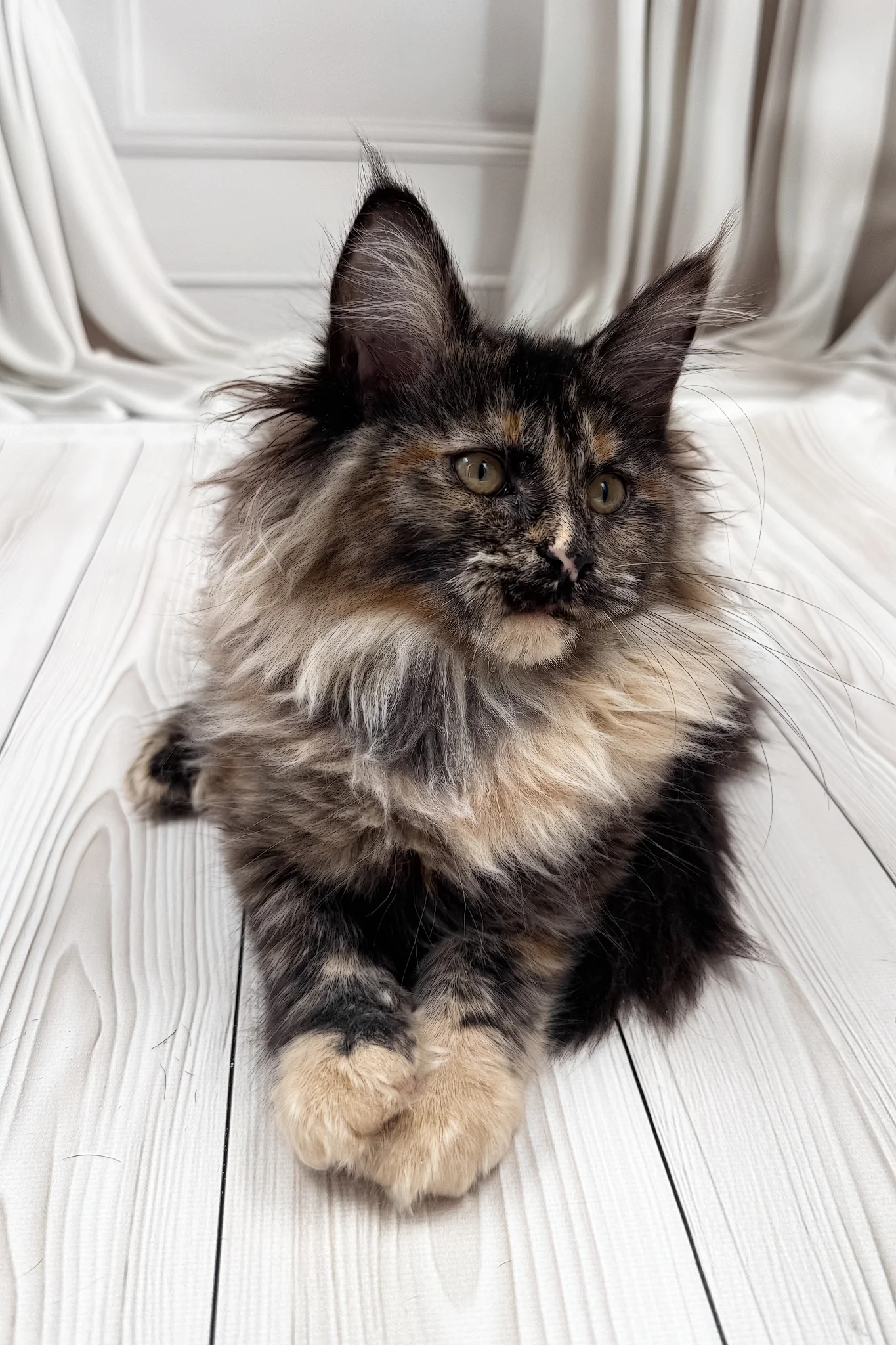 Nona | Maine Coon Kitten - Image 5