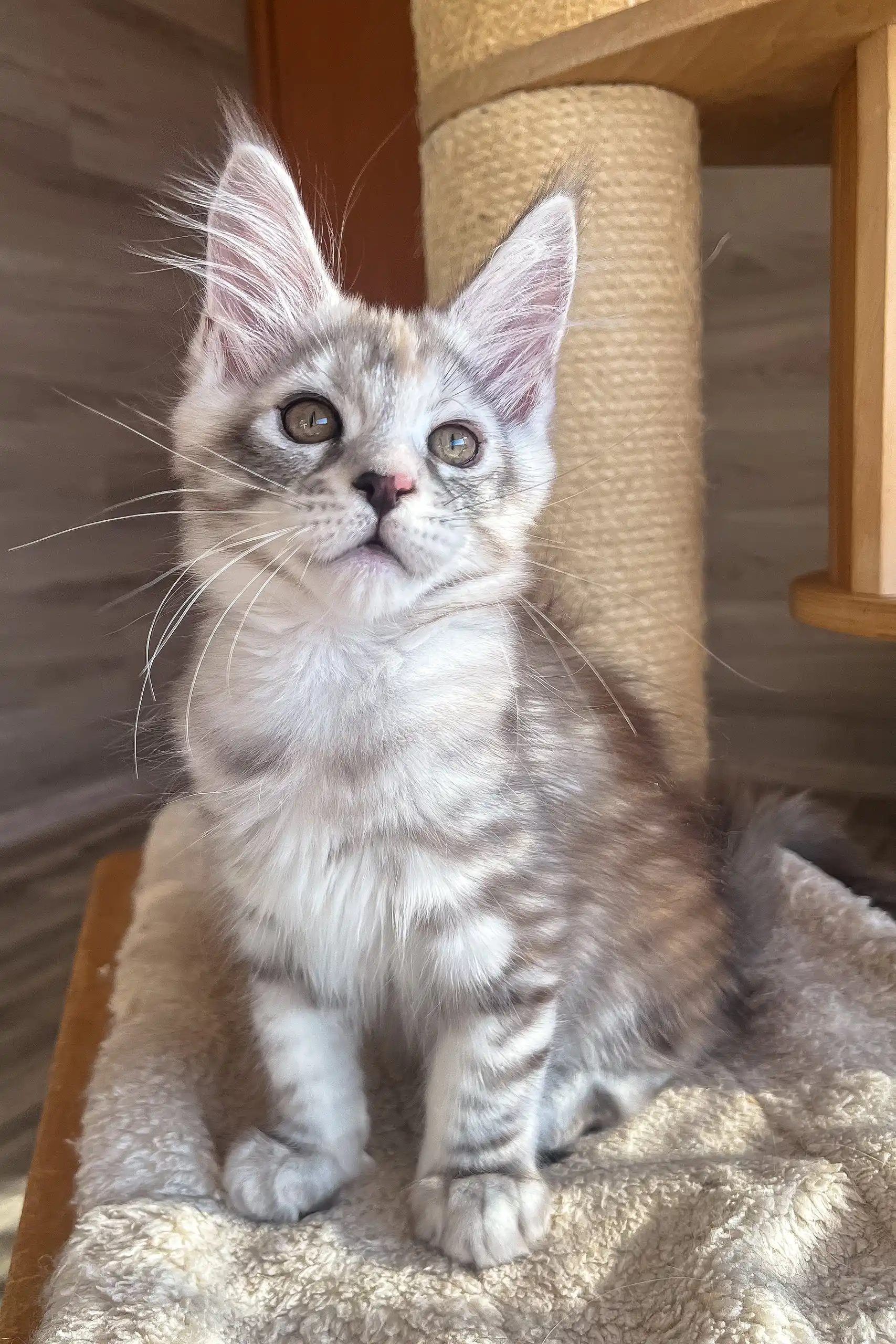 Nora | Maine Coon Kitten - Image 3