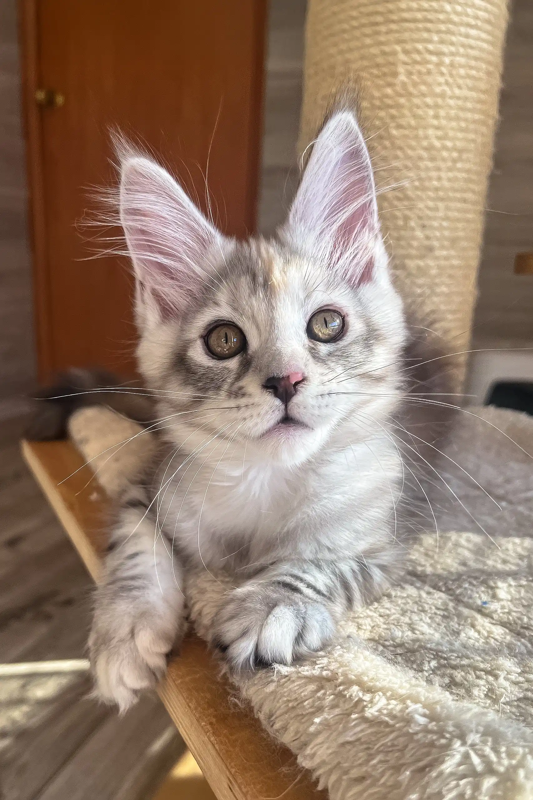 Nora | Maine Coon Kitten - Image 7