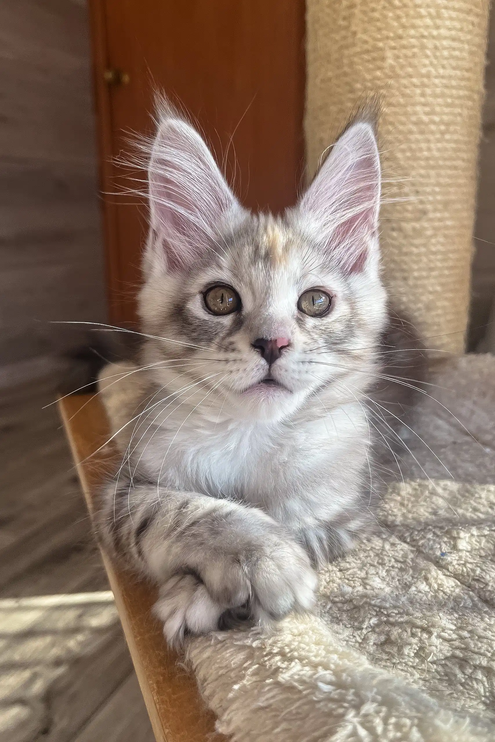 Nora | Maine Coon Kitten - Image 8