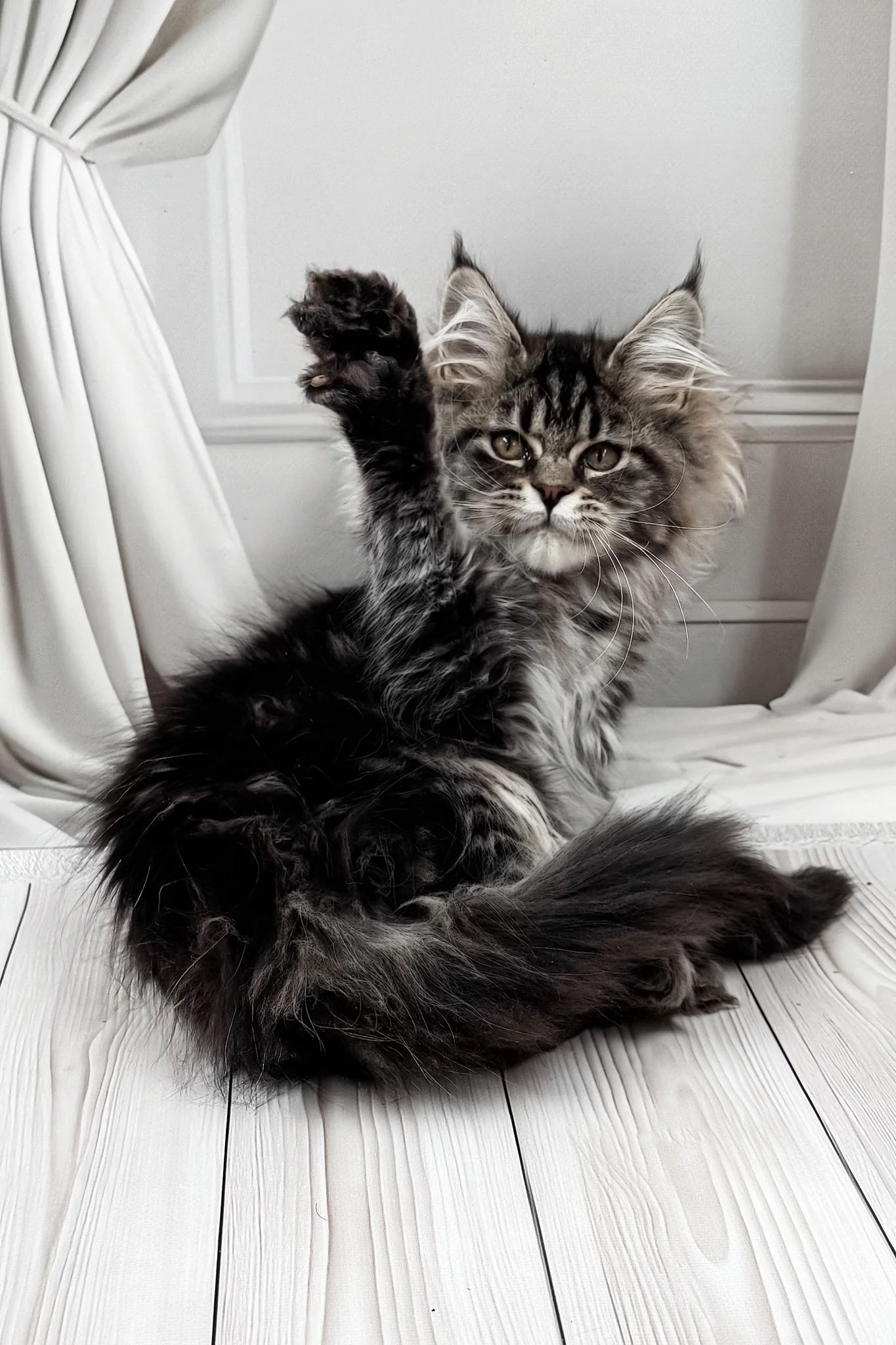 Nuf-nuf | Maine Coon Kitten - Image 9