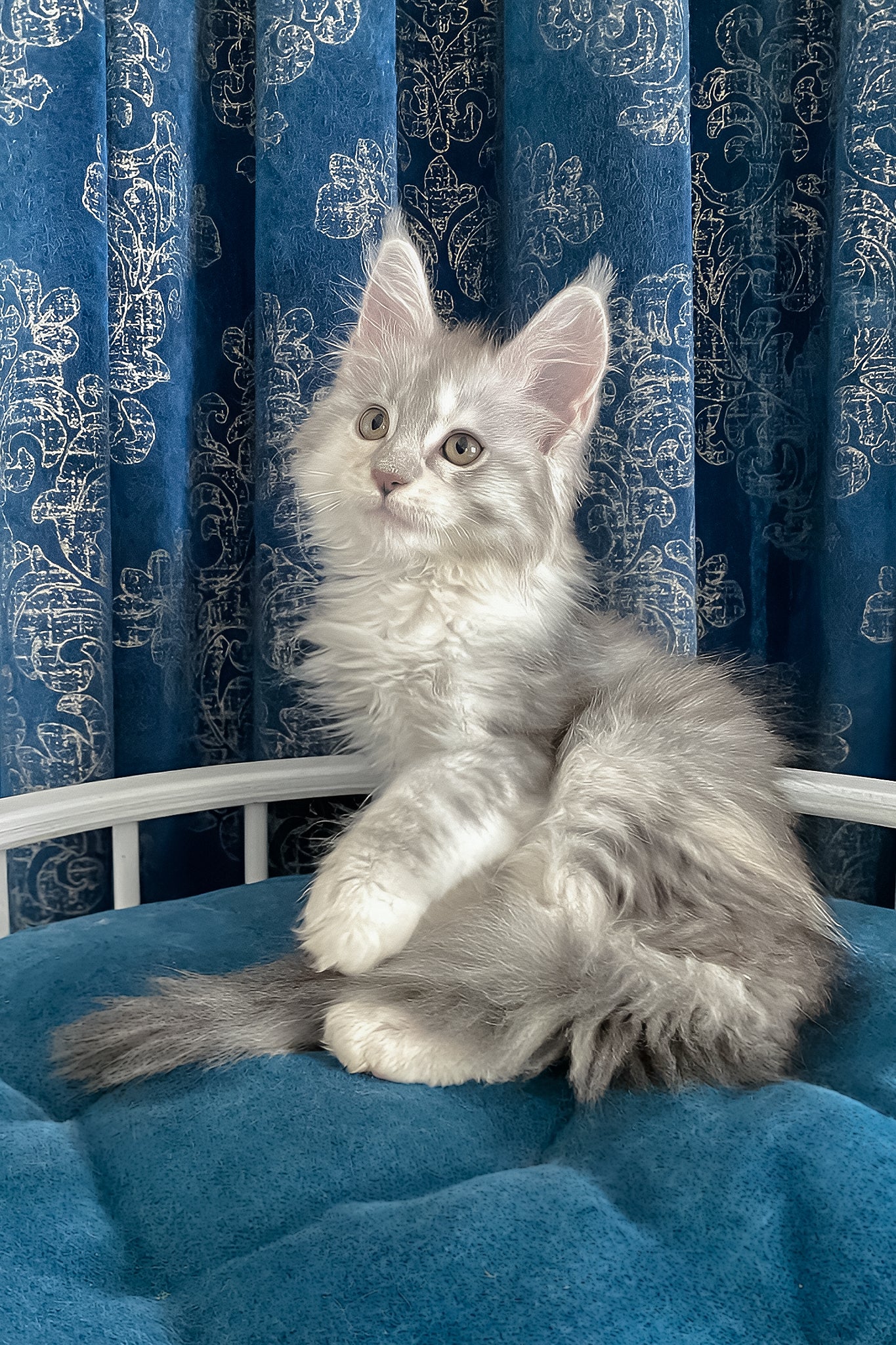 Oktava | Maine Coon Kitten - Image 7