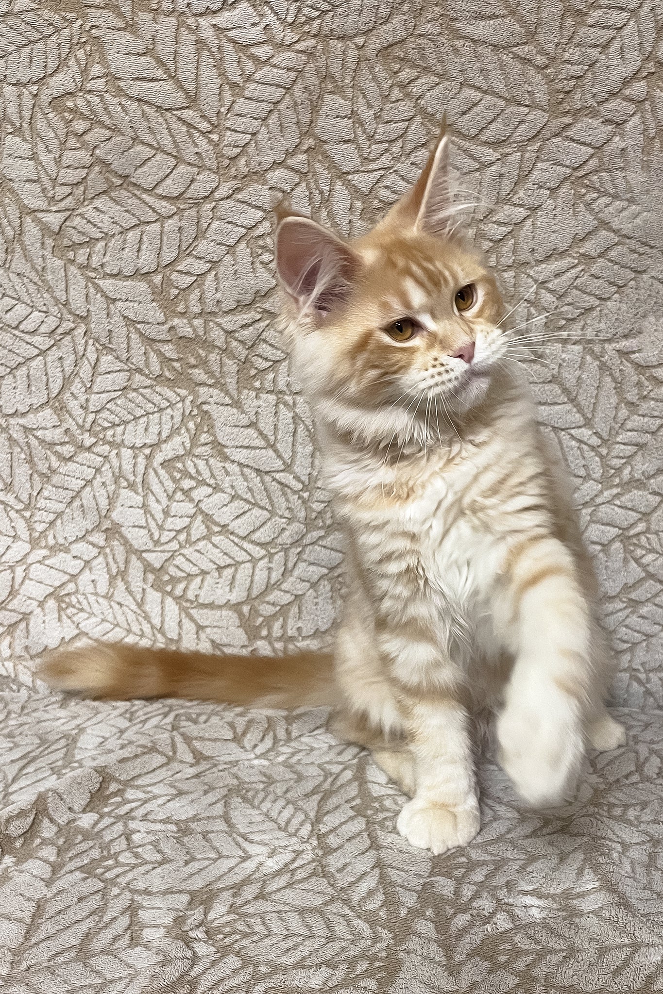 Ophelia | Maine Coon Kitten - Image 5
