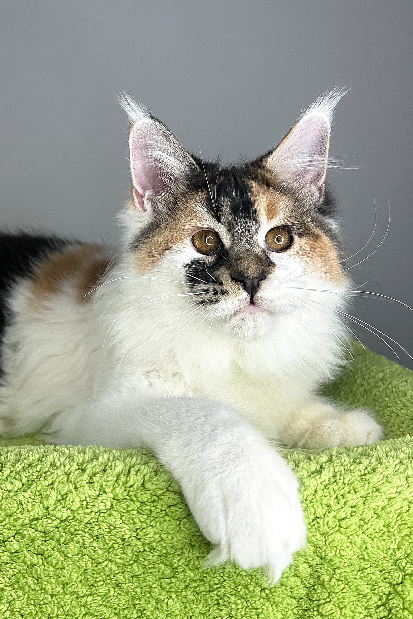 Oriana | Maine Coon Kitten - Image 2