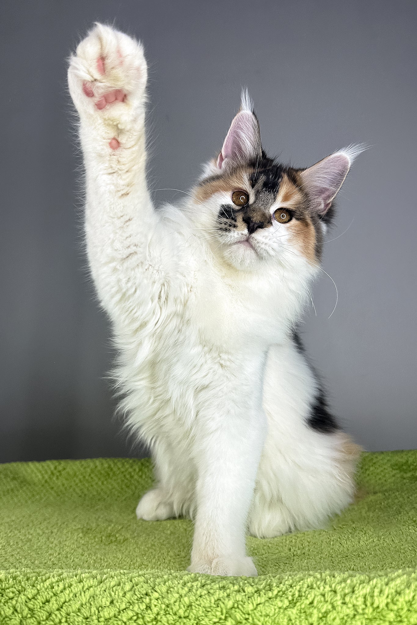 Oriana | Maine Coon Kitten - Image 3