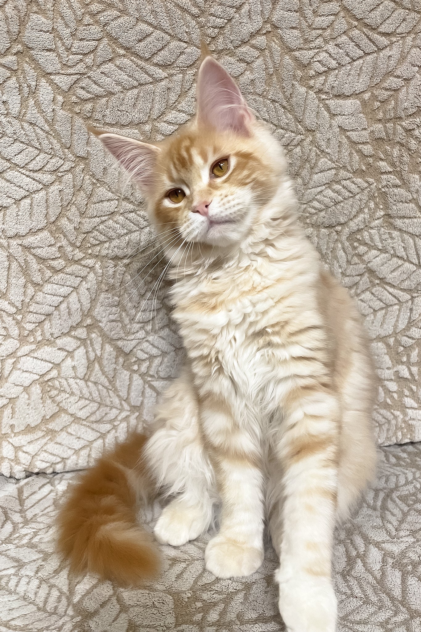 Orianna | Maine Coon Kitten - Image 11