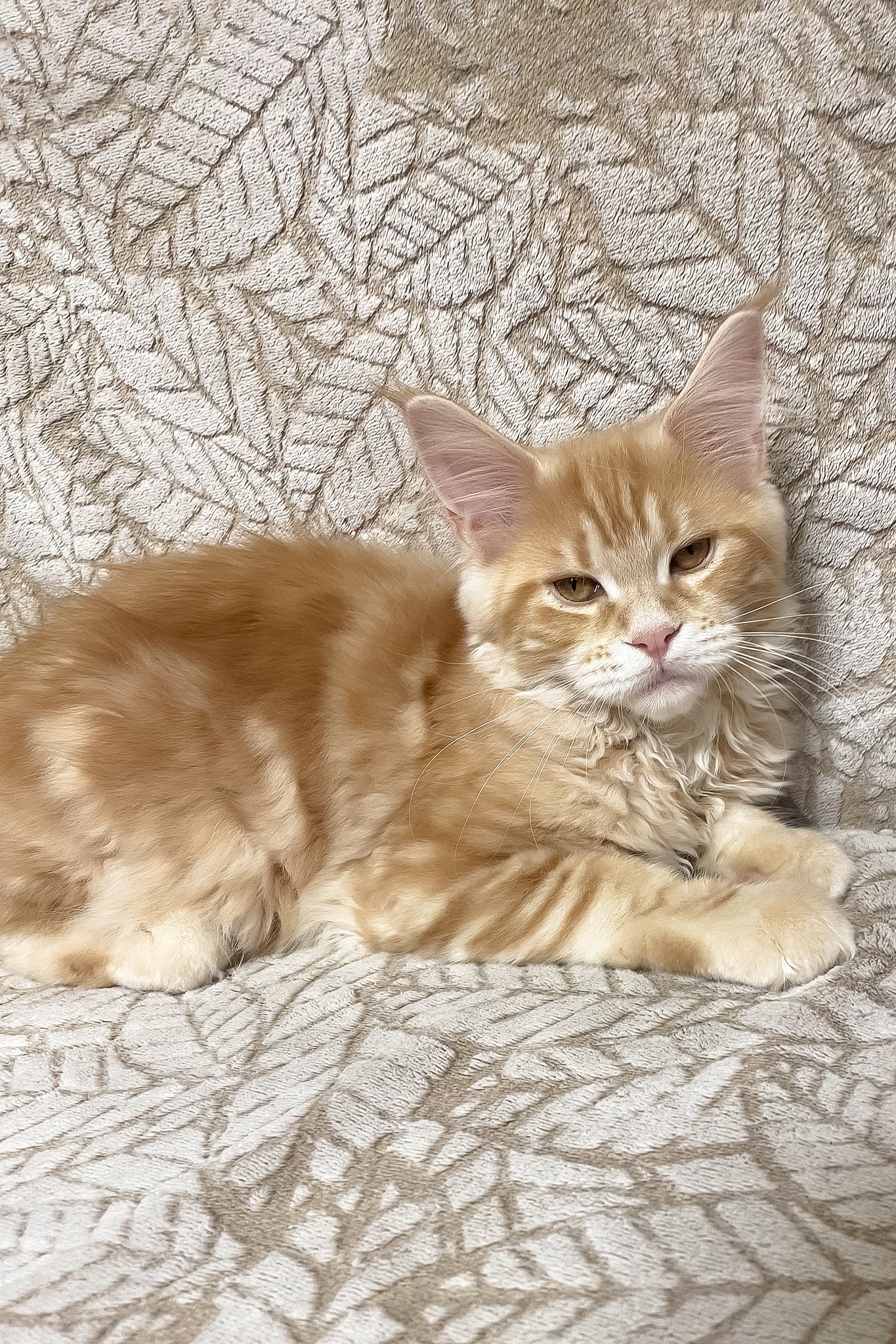Orianna | Maine Coon Kitten - Image 2