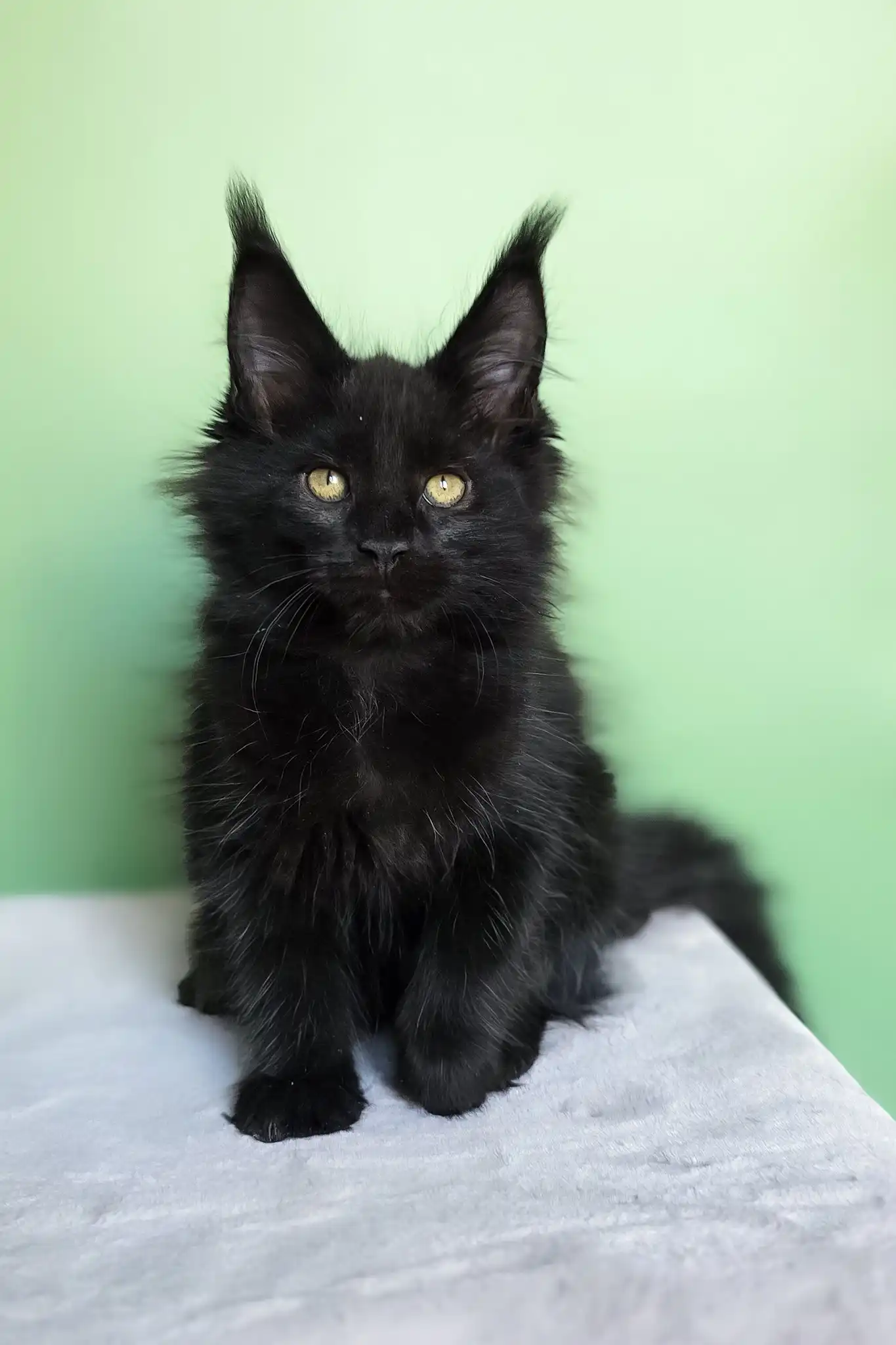 Ornella | Maine Coon Kitten - Image 2